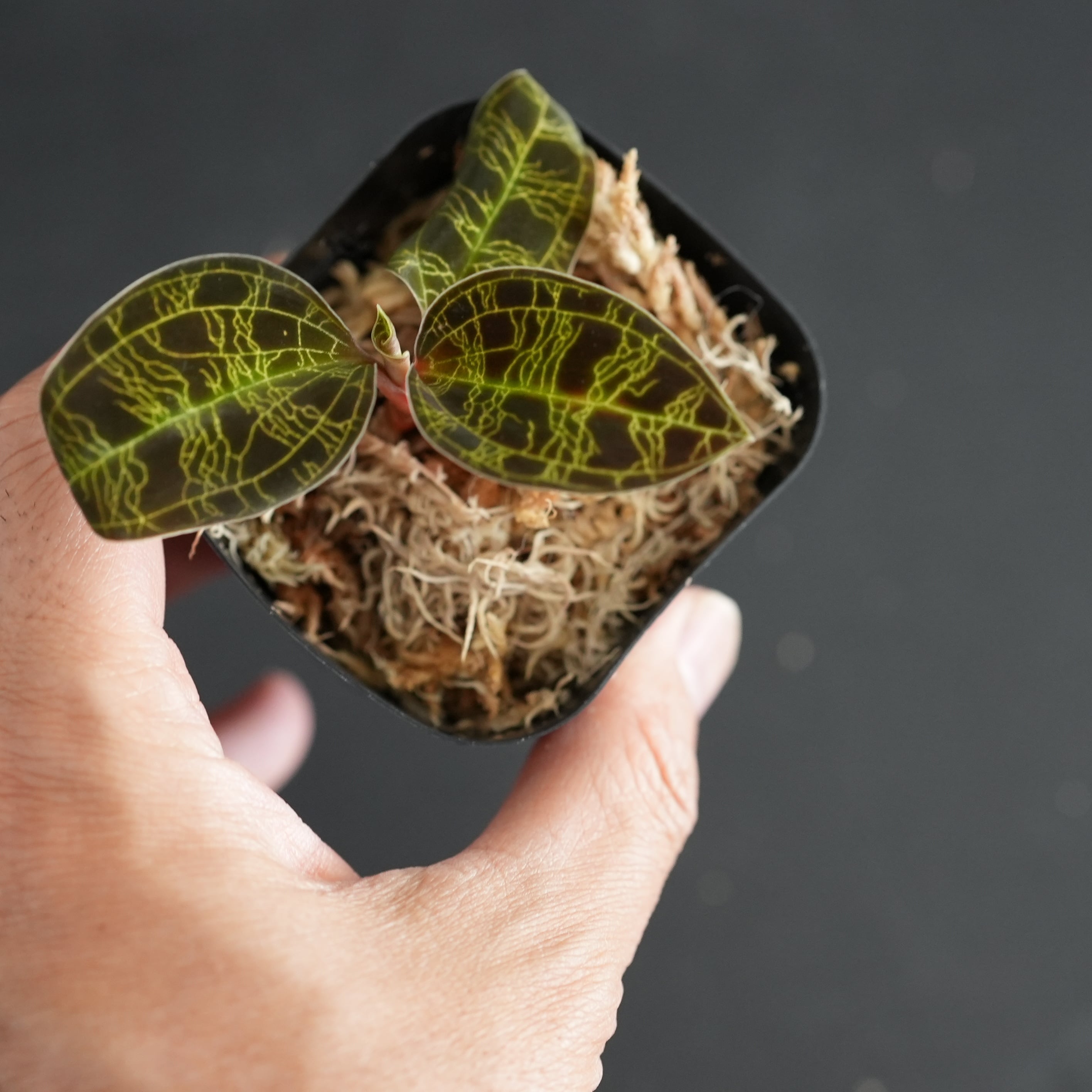 ◆現品◆Macodes petola 'Black Type' From srawak, Malaysia【ジュエルオーキッド宝石蘭/TheGAKI】#891