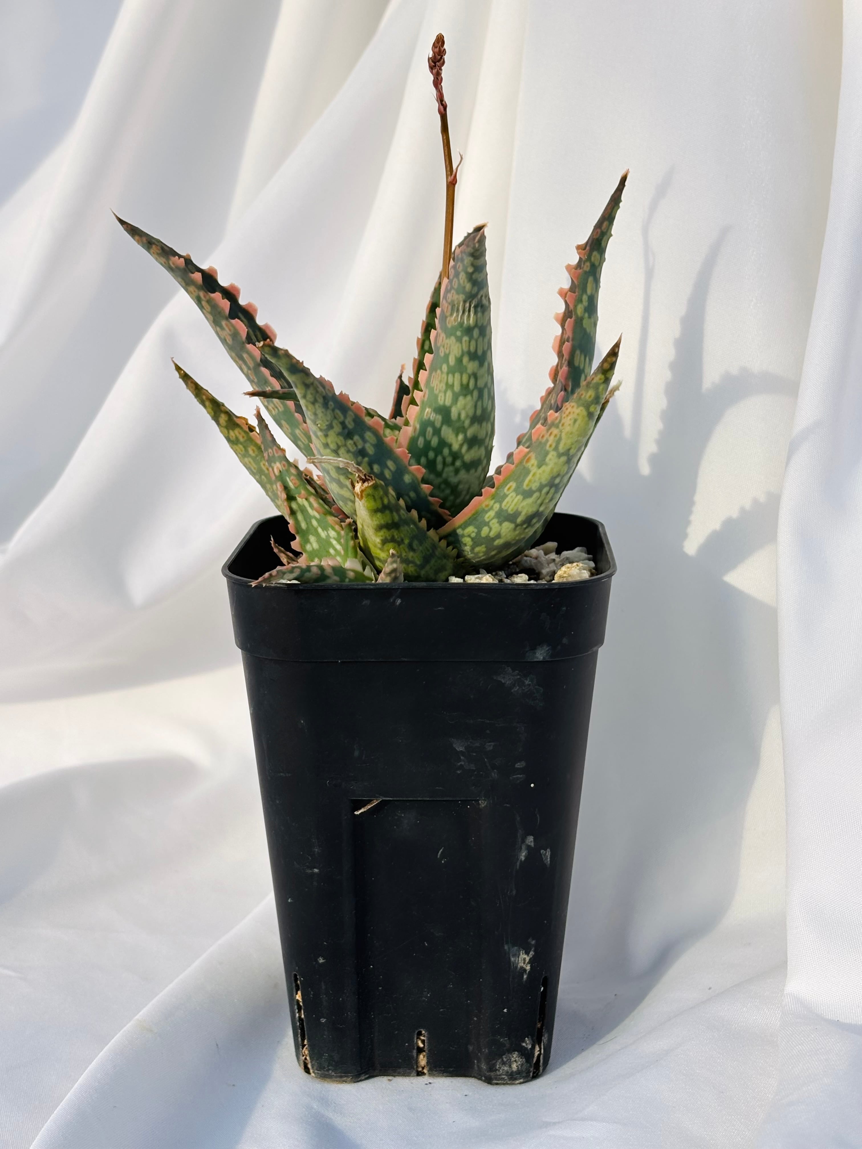 Aloe hybrid アロエ ハイブリッド 多肉植物 | plants MARU ーサボテン