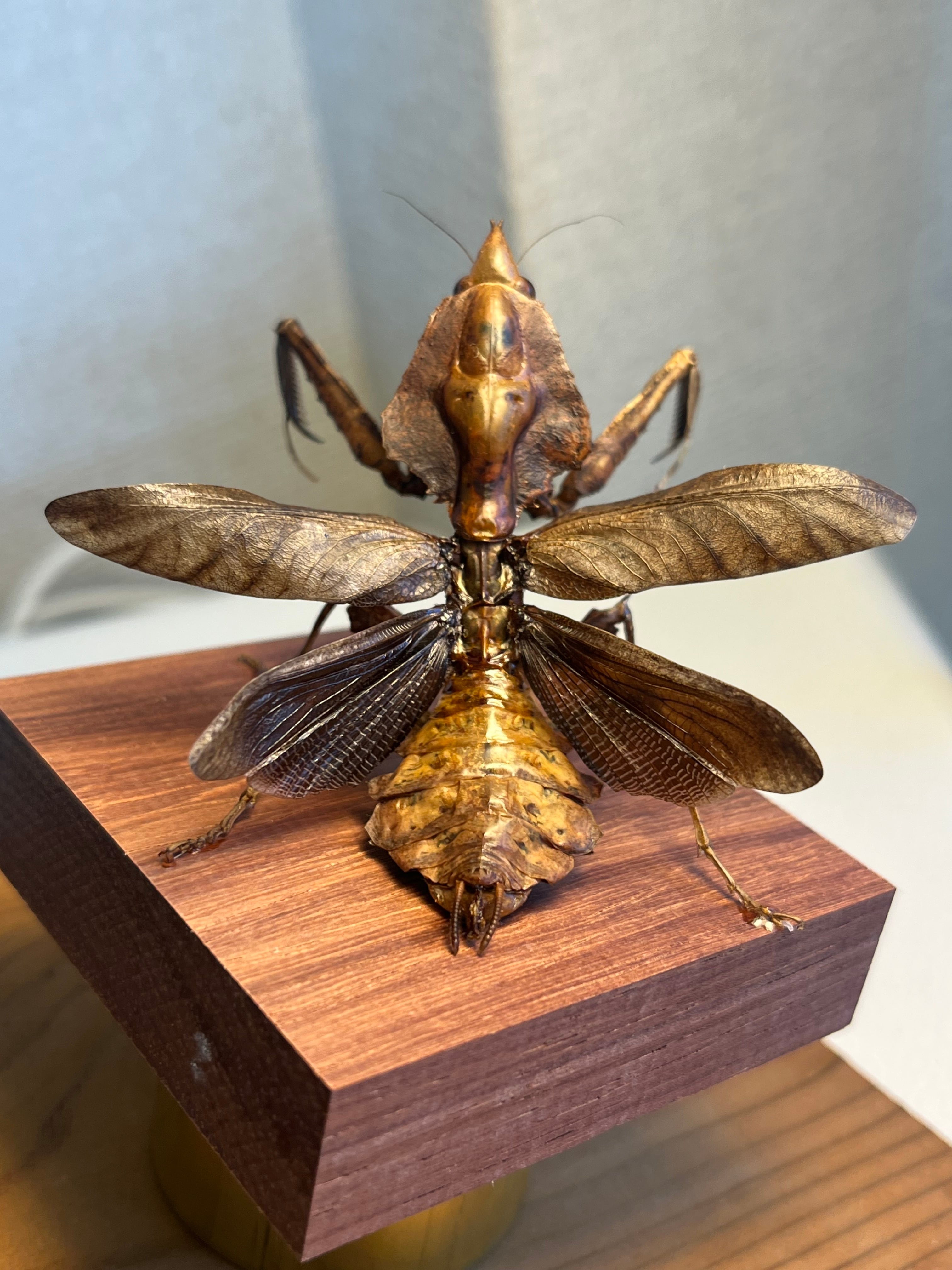 カマキリ標本 蟷螂傑作】マオウカレハカマキリ 標本 Parablepharis kuhlii Darth