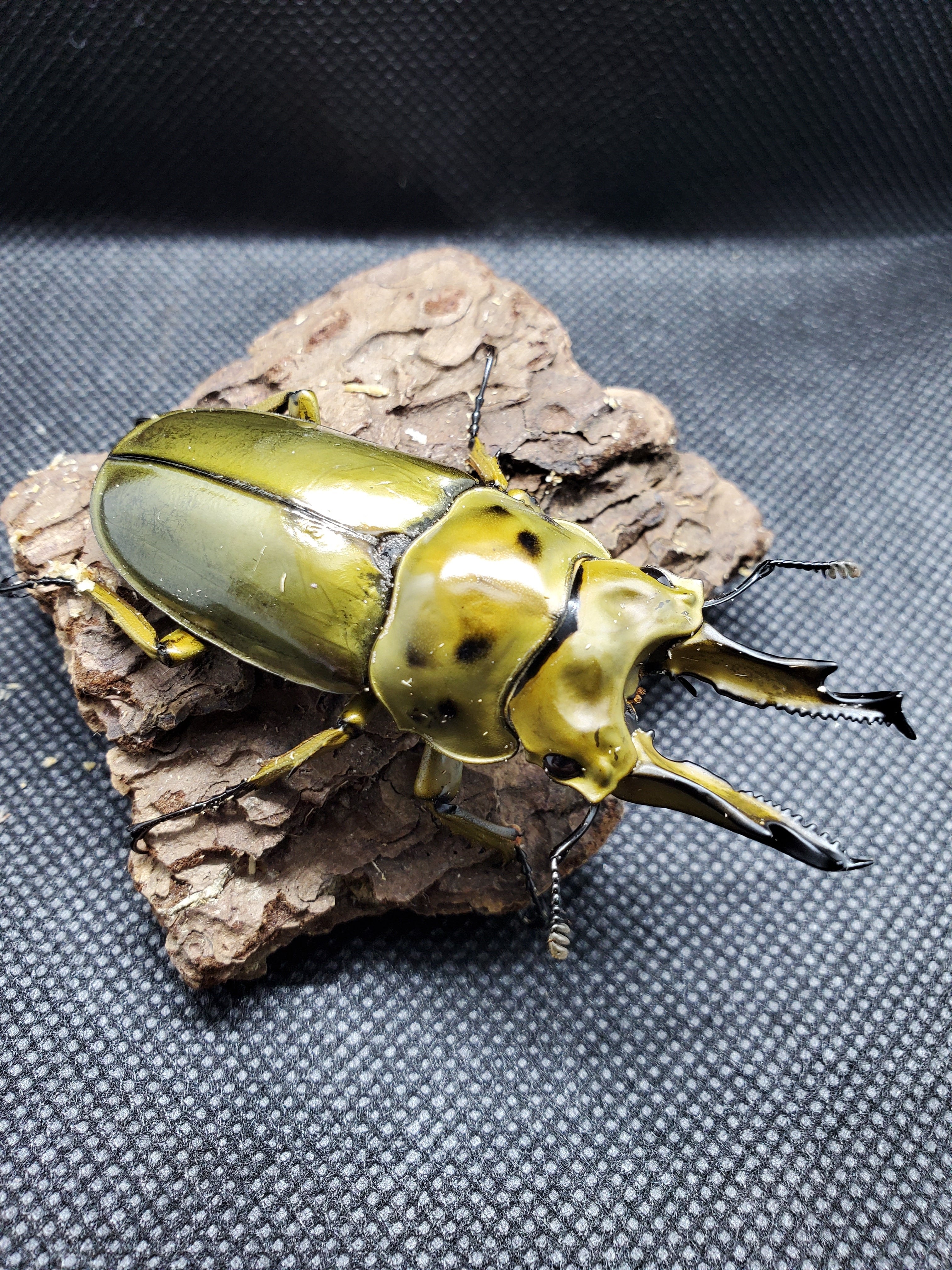 ババオウゴンオニクワガタ 初齢幼虫1頭 | J-KUWA クワガタカブトムシ専門店