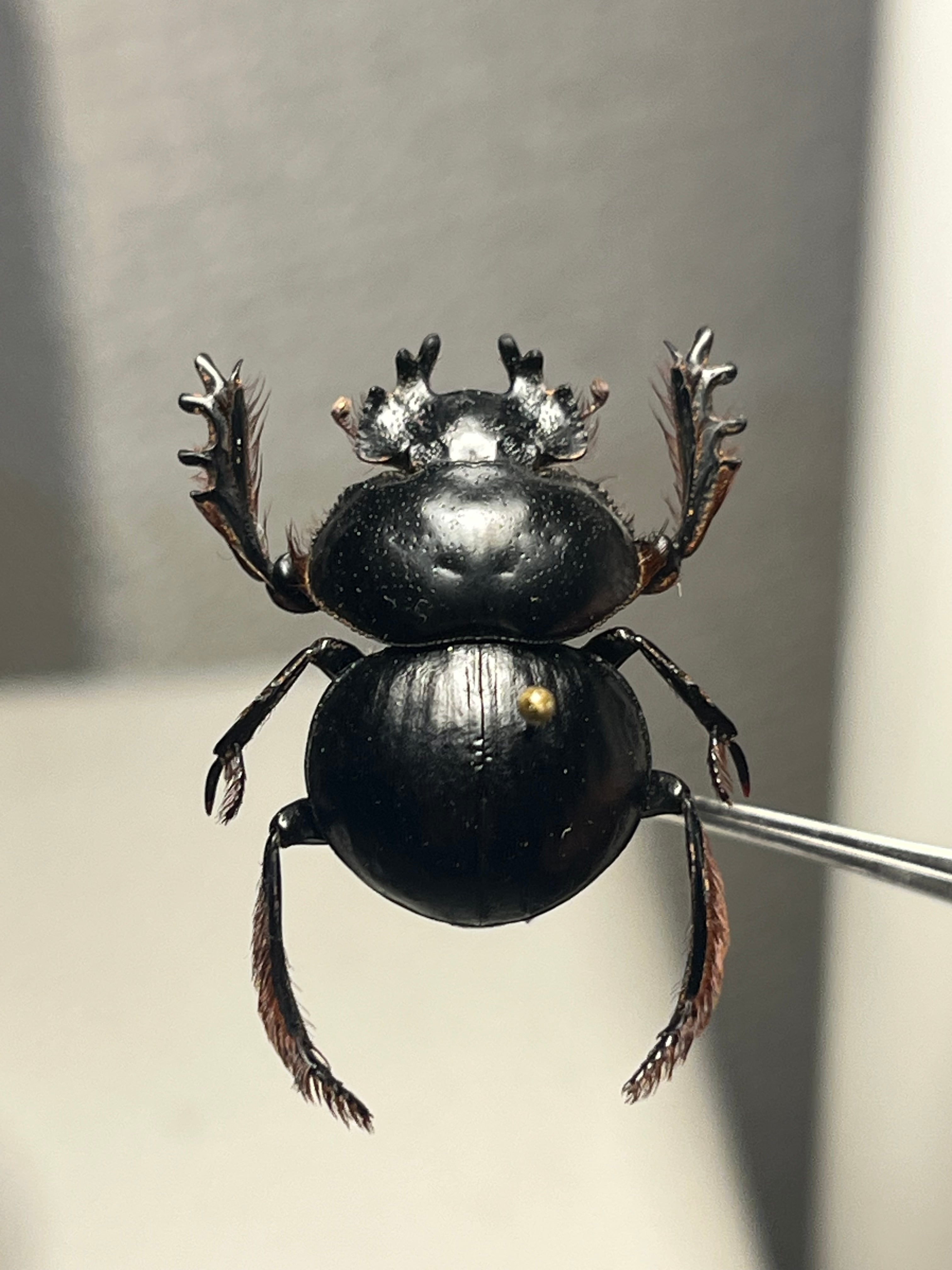 24mm♂】クモガタタマオシコガネに酷似のPachysoma schinzi 糞虫