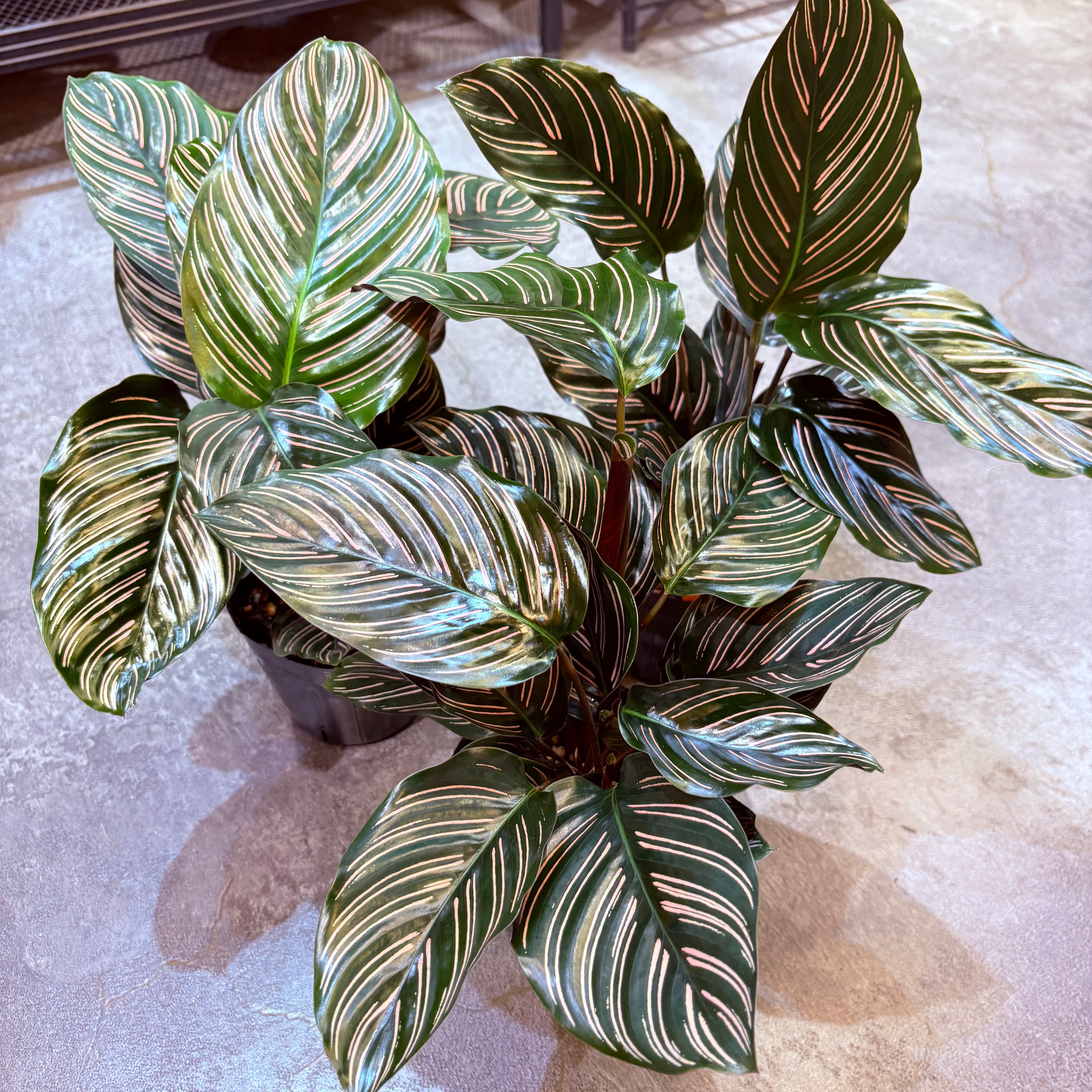アグラオネマ カーティシー 3.5号 | Green Vibes 宇都宮市の観葉植物専門店