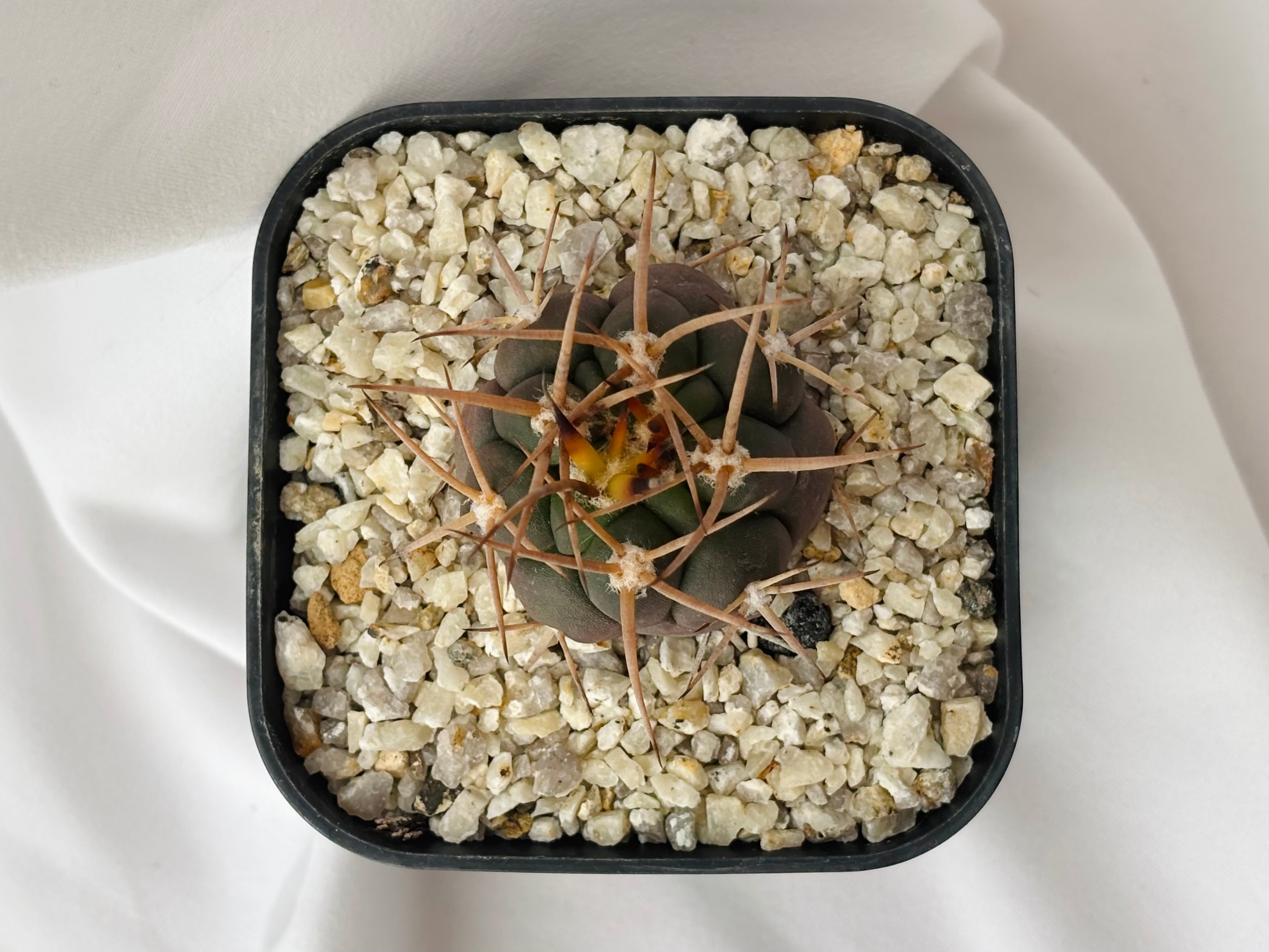 Gymnocalycium mazanense ギムノカリキウム 守金魔天竜 サボテン