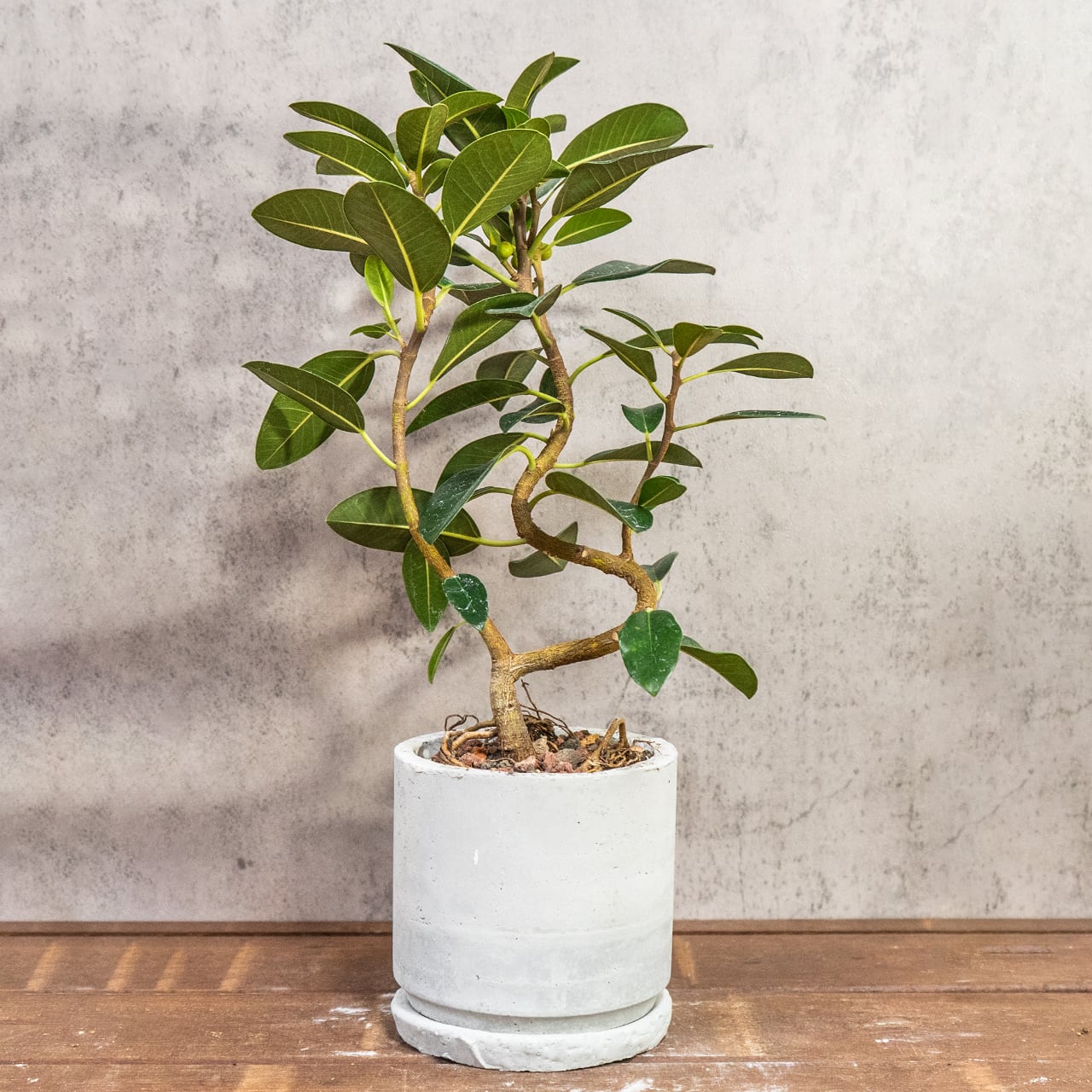 フランスゴムの木｜二股の根元と美しい枝ぶりが映えるインテリア向きグリーン【虫発生抑制／手作りモルタル鉢】