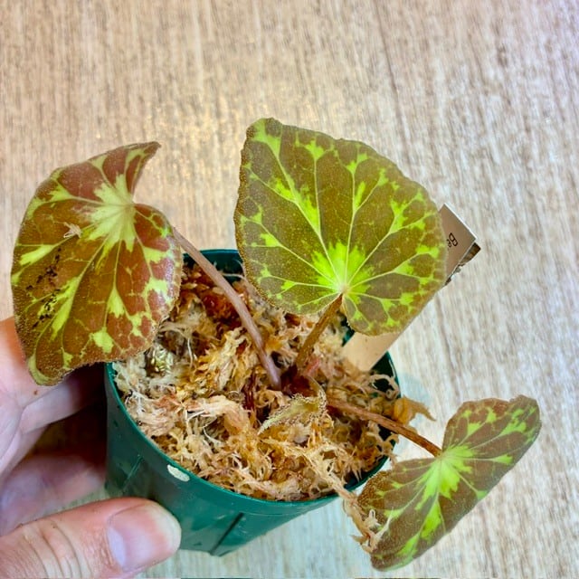 ベゴニア・バルサロクシエ Begonia barsalouxiae