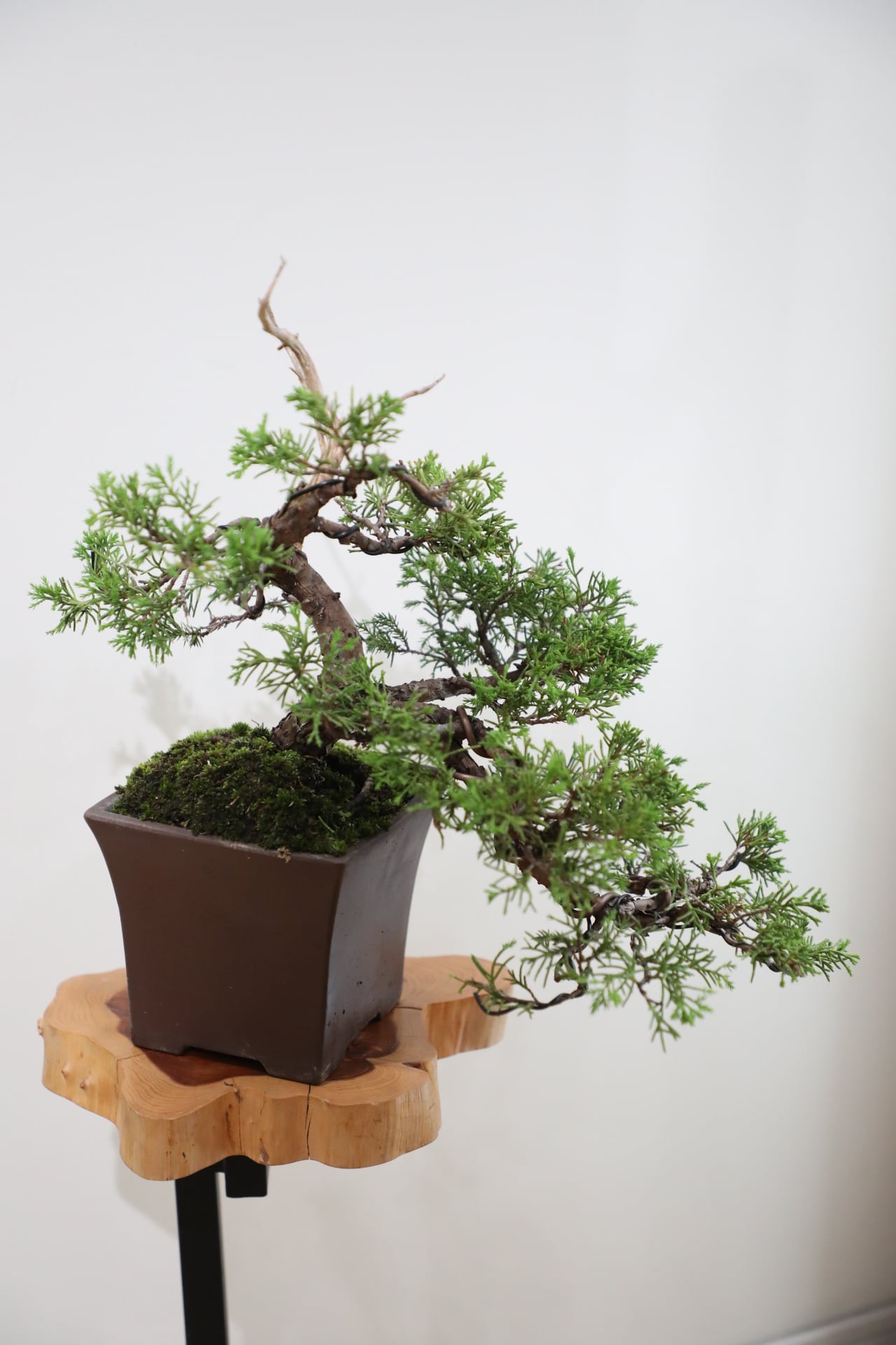 M】糸魚川真柏 盆栽 ※推定樹齢25年/Juniper Shimpaku | 【厳選植物・器