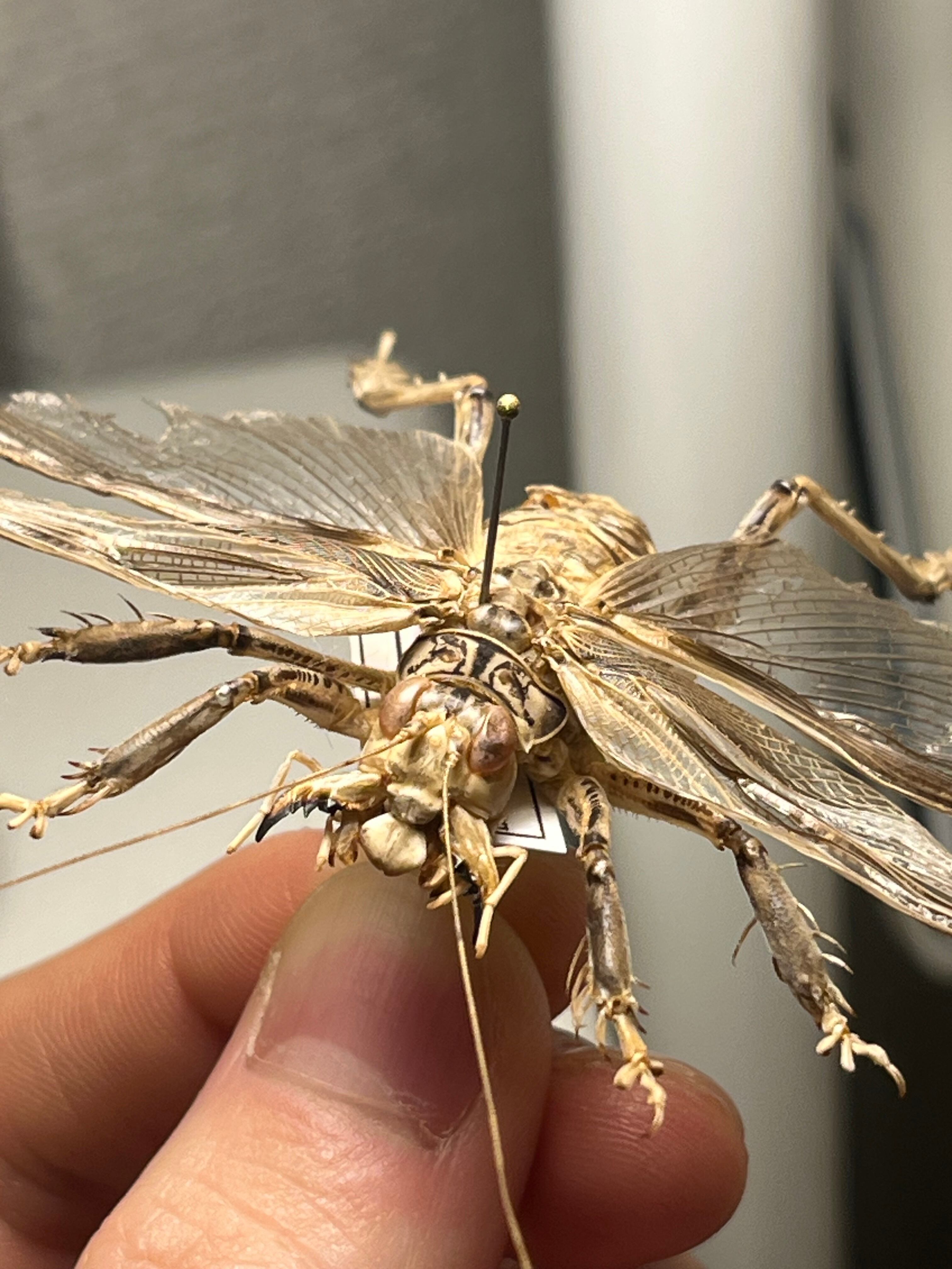 希少産地】中国産のマキバネコロギス 昆虫標本バッタ キリギリス