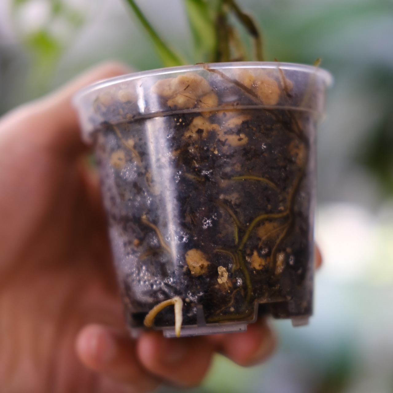 【実生】モンステラ オブリクア ペルー / Monstera Obliqua Peru⑪ / 観葉植物