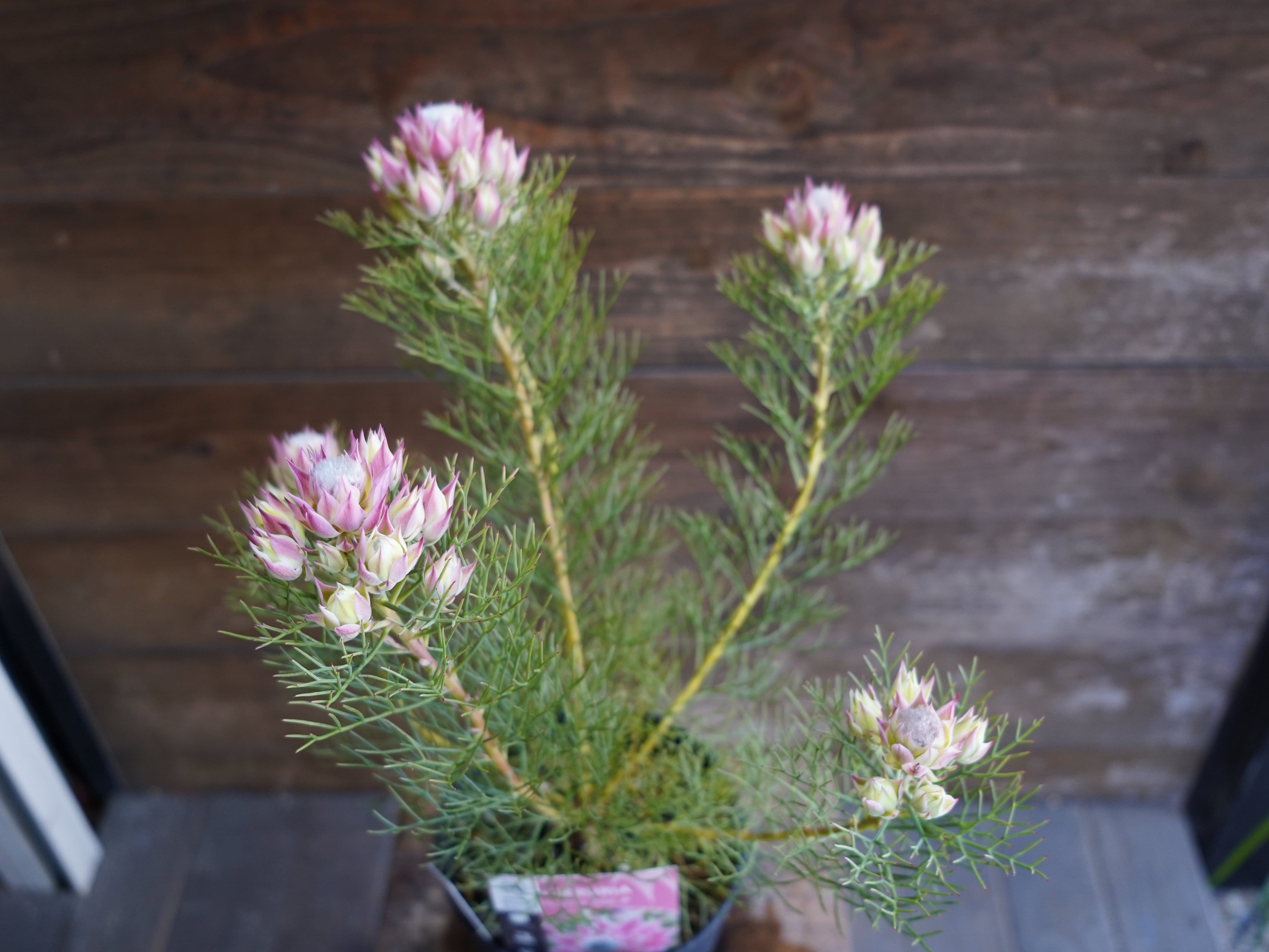 【現物】セルリア ”プリティピンク” B