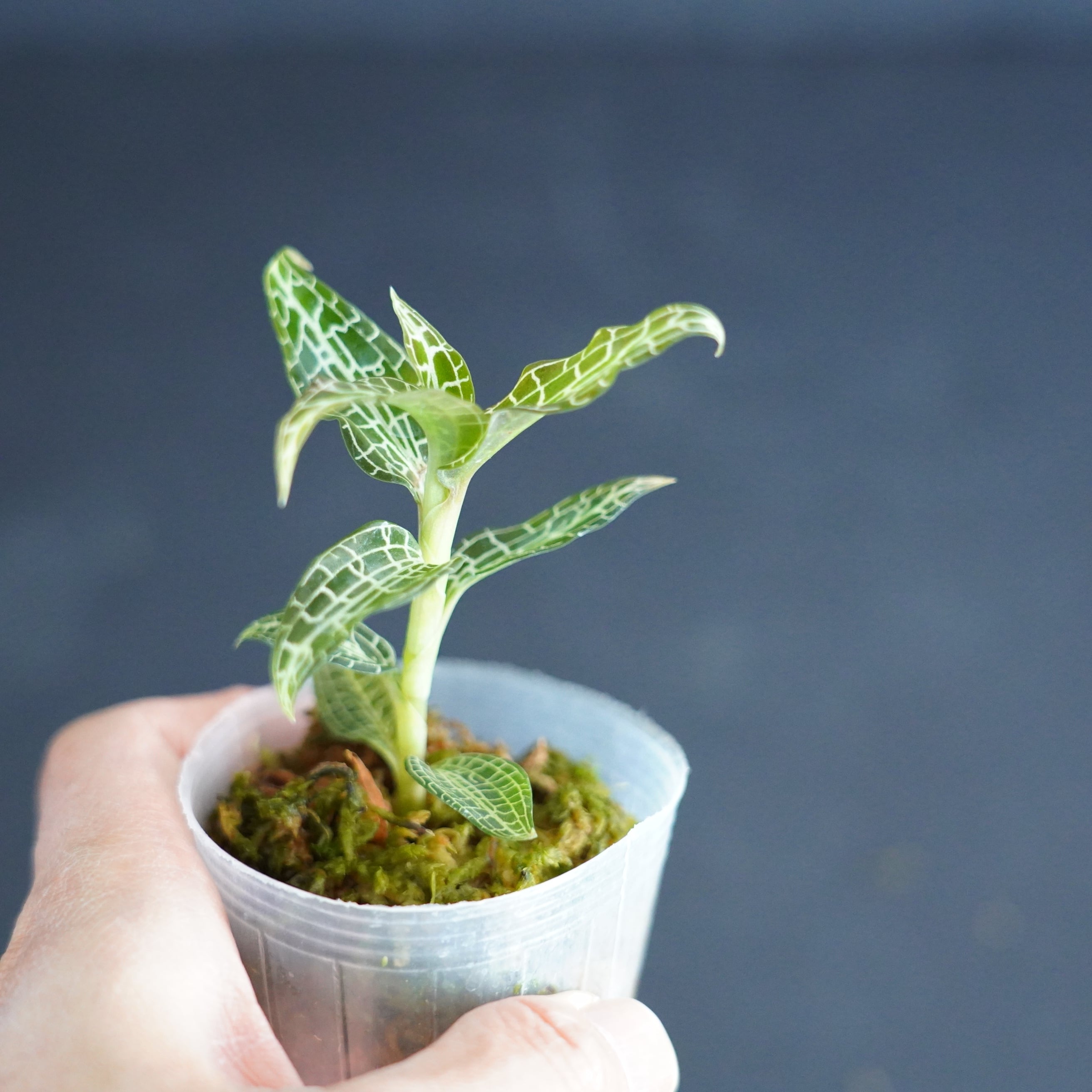◇現品◇Goodyera hispida【ジュエルオーキッド宝石蘭】#728 | 苔