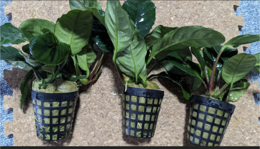 せこびち　アヌビアスコーヒーフォリア付き流木 ADAホーンウッド　2本 せこびち アヌビアスコーヒーフォリア付き流木 ADAホーンウッド