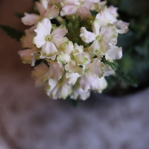 mondimanche 宿根草　バーベナ　ヴァネッサ　ライム｜寄植えにオススメ　長く楽しめるお花です