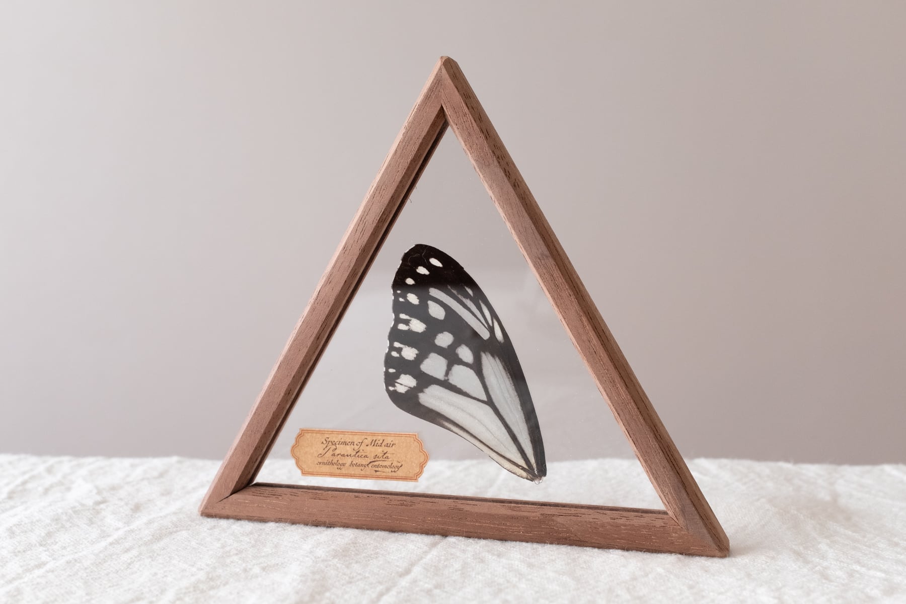 空中標本 大 -アサギマダラの翅 | ATELIER de MIOMORI｜アトリエ・ド