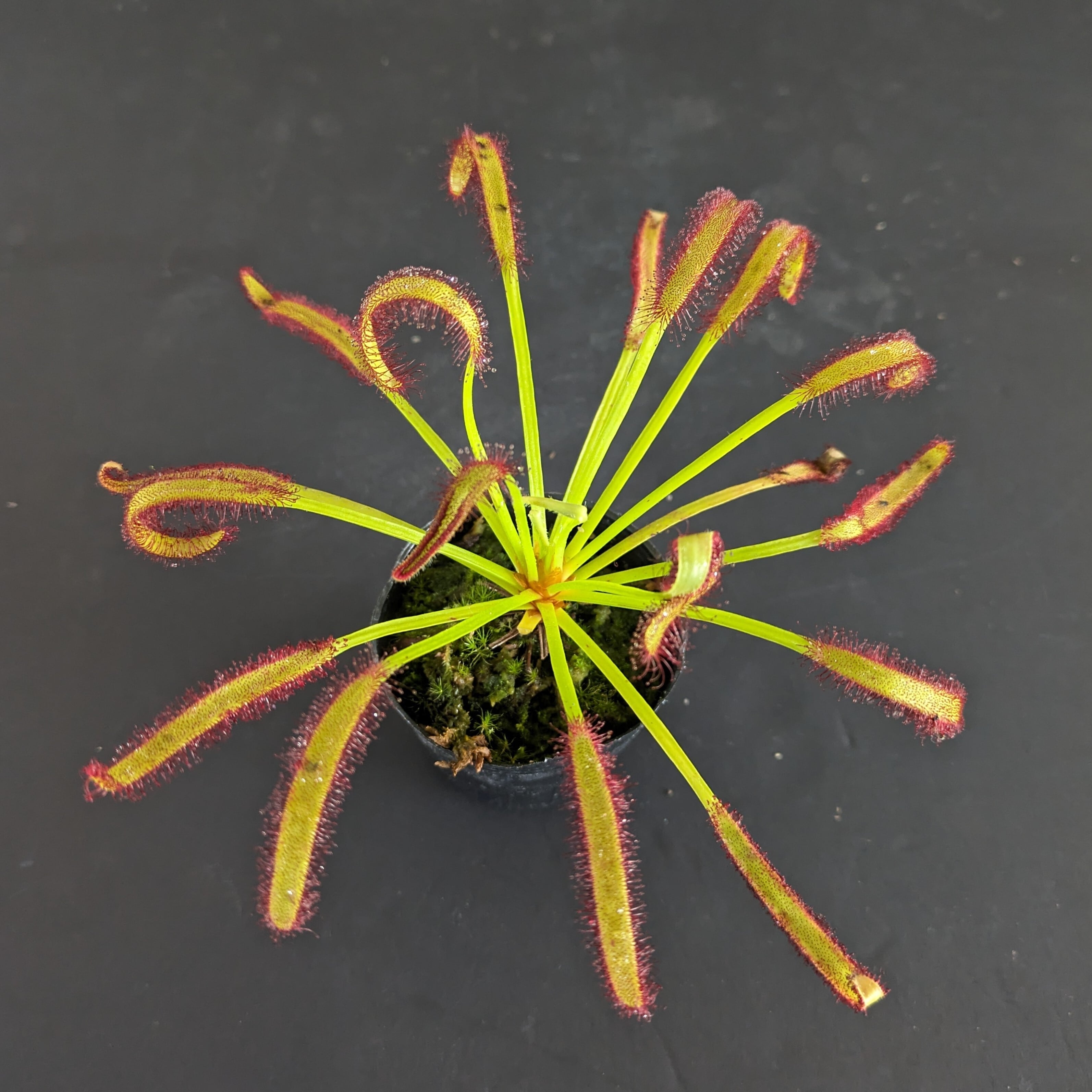 ドロセラ capensis （モウセンゴケ）【食虫植物】 苔テラリウム作製用