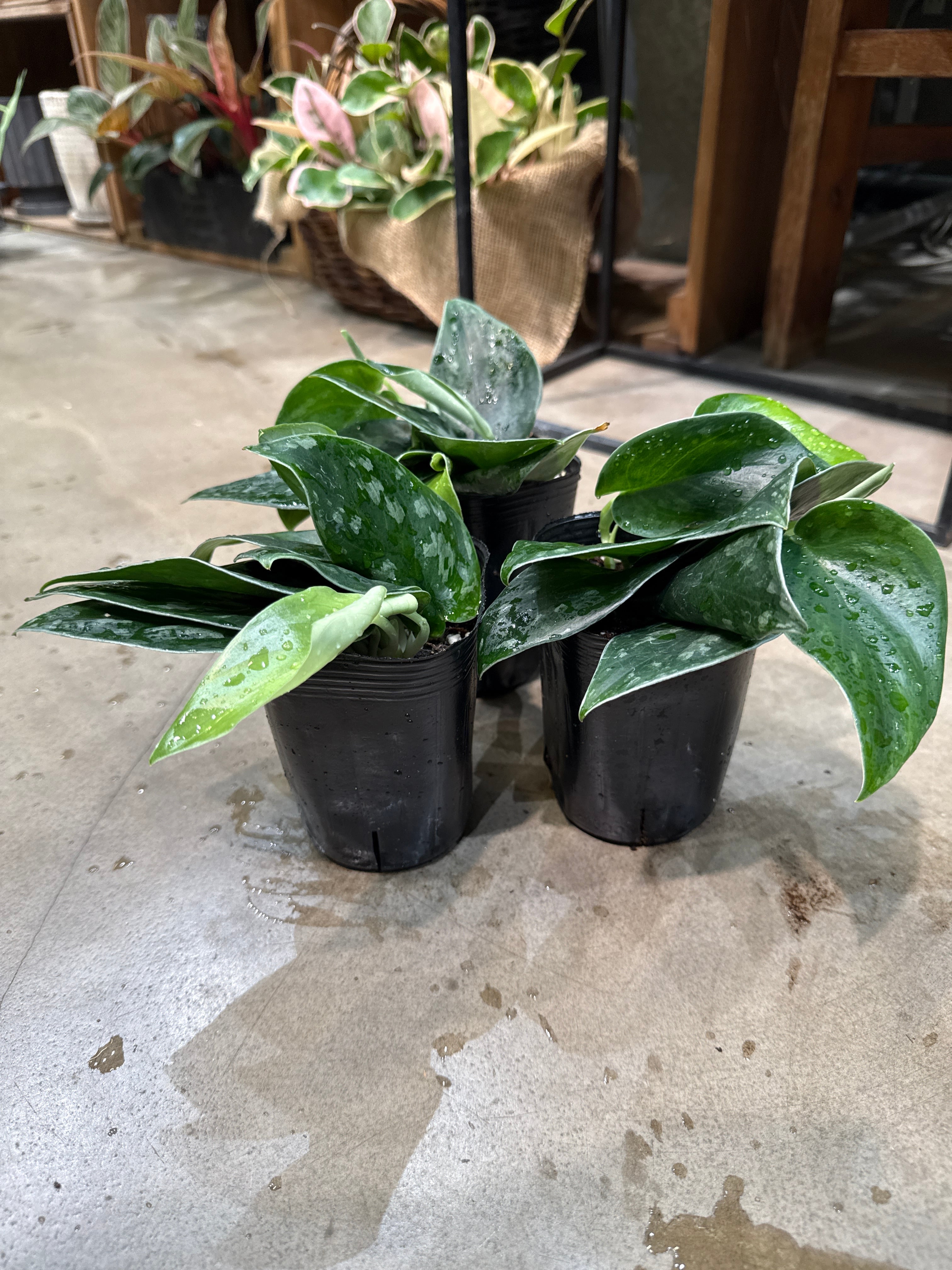 スキンダプサス ブラックマンバ | MIDORIYA 観葉植物専門店