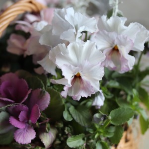 冬から春に楽しむ寄せ植え　ピンクの八重咲きシクラメンとパンジーぺルクレアのやさしい春色のバスケットの寄せ植え　お正月にオススメ　届いてすぐ玄関に飾れる 　プレゼントにもオススメ　