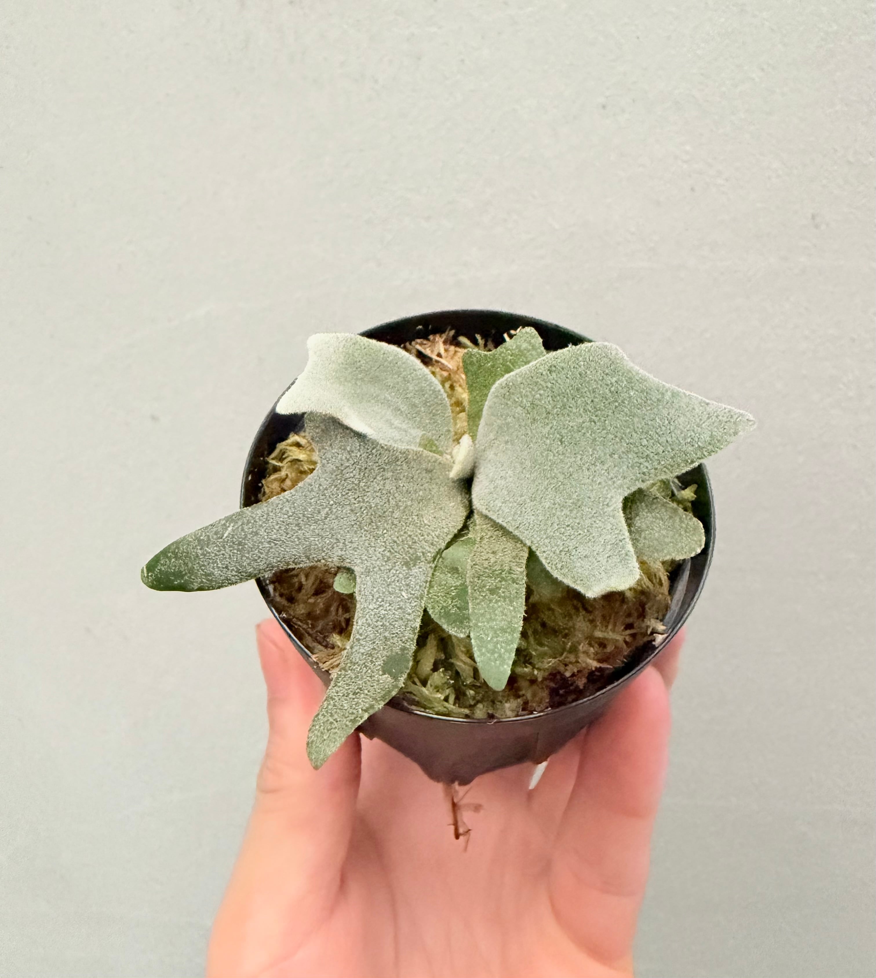 Platycerium_ビカクシダ | vandaka plants