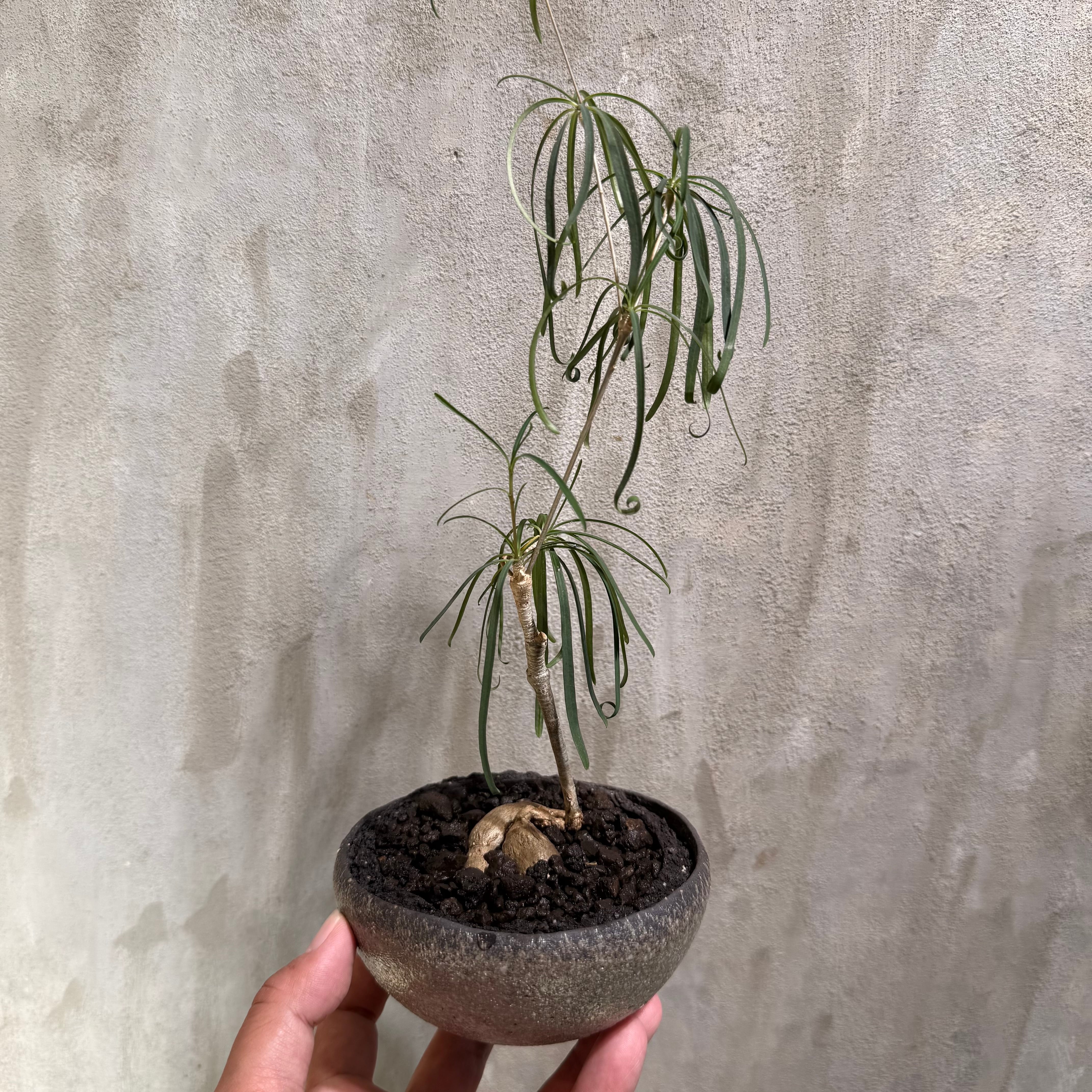 植物 | A-PLANTS