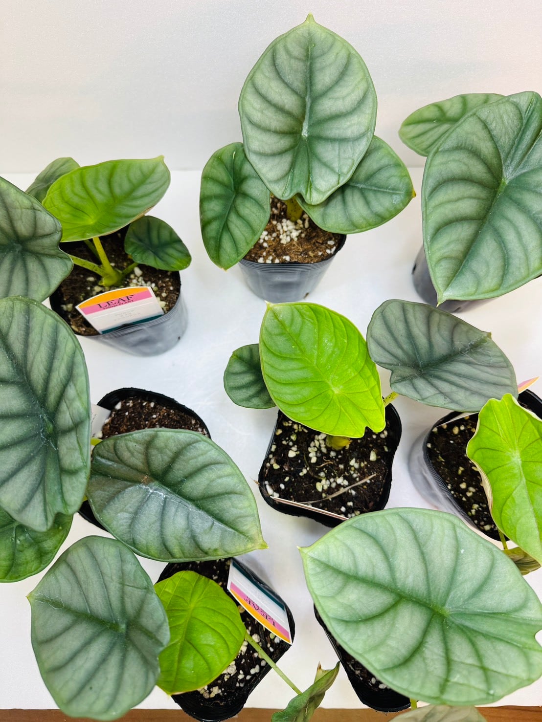 アロカシア・ネブラ インペリアリス 3号ロングポット | 観葉植物と雑貨