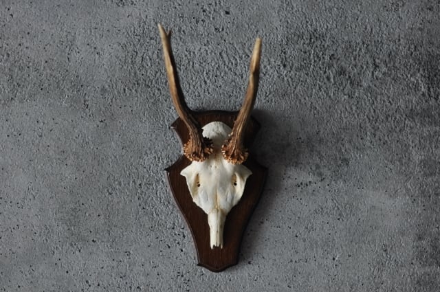 鹿のハンティングトロフィー