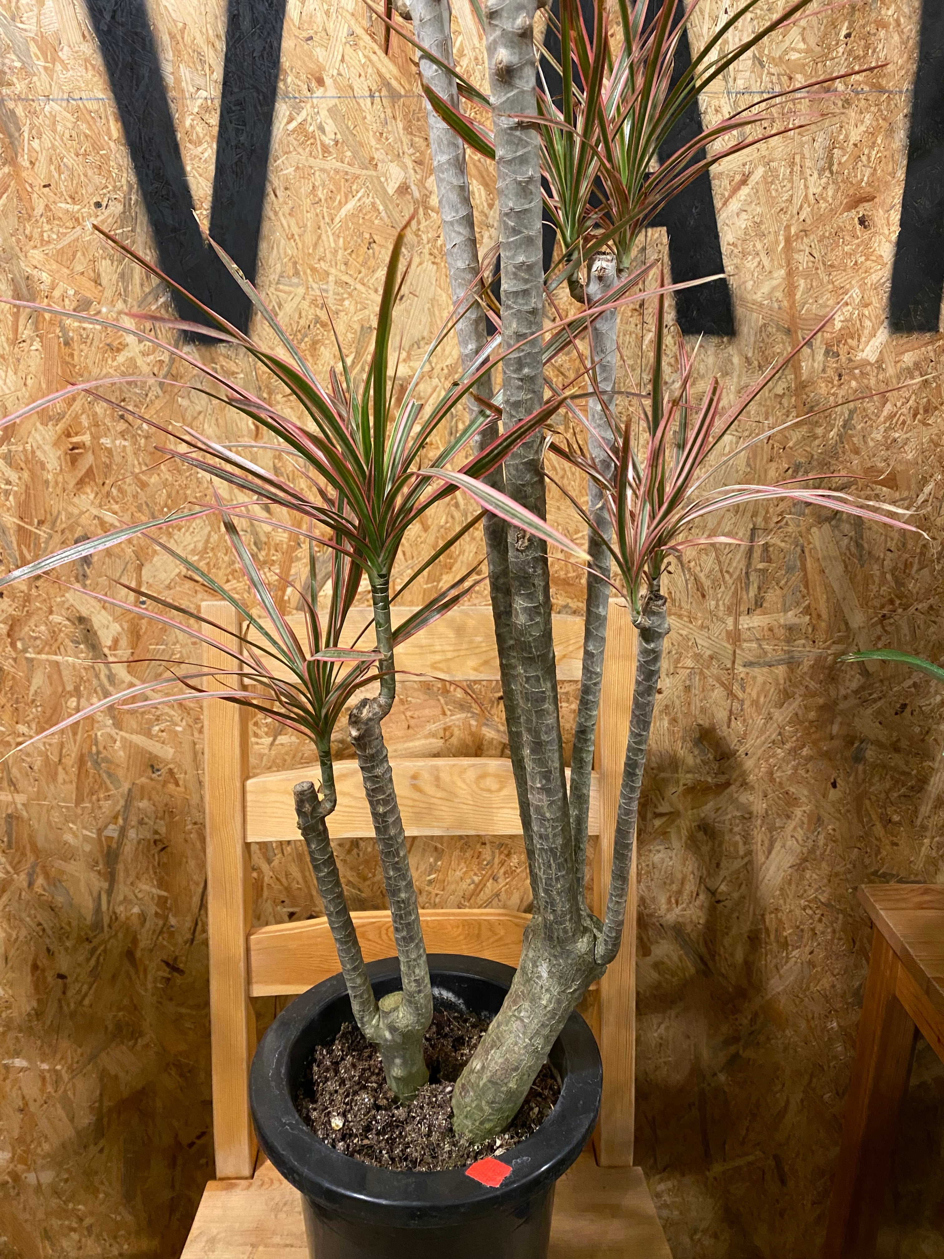 ドラセナ コンシンネ レインボー H95cm W40cm 口径17cm | Garden Varejo