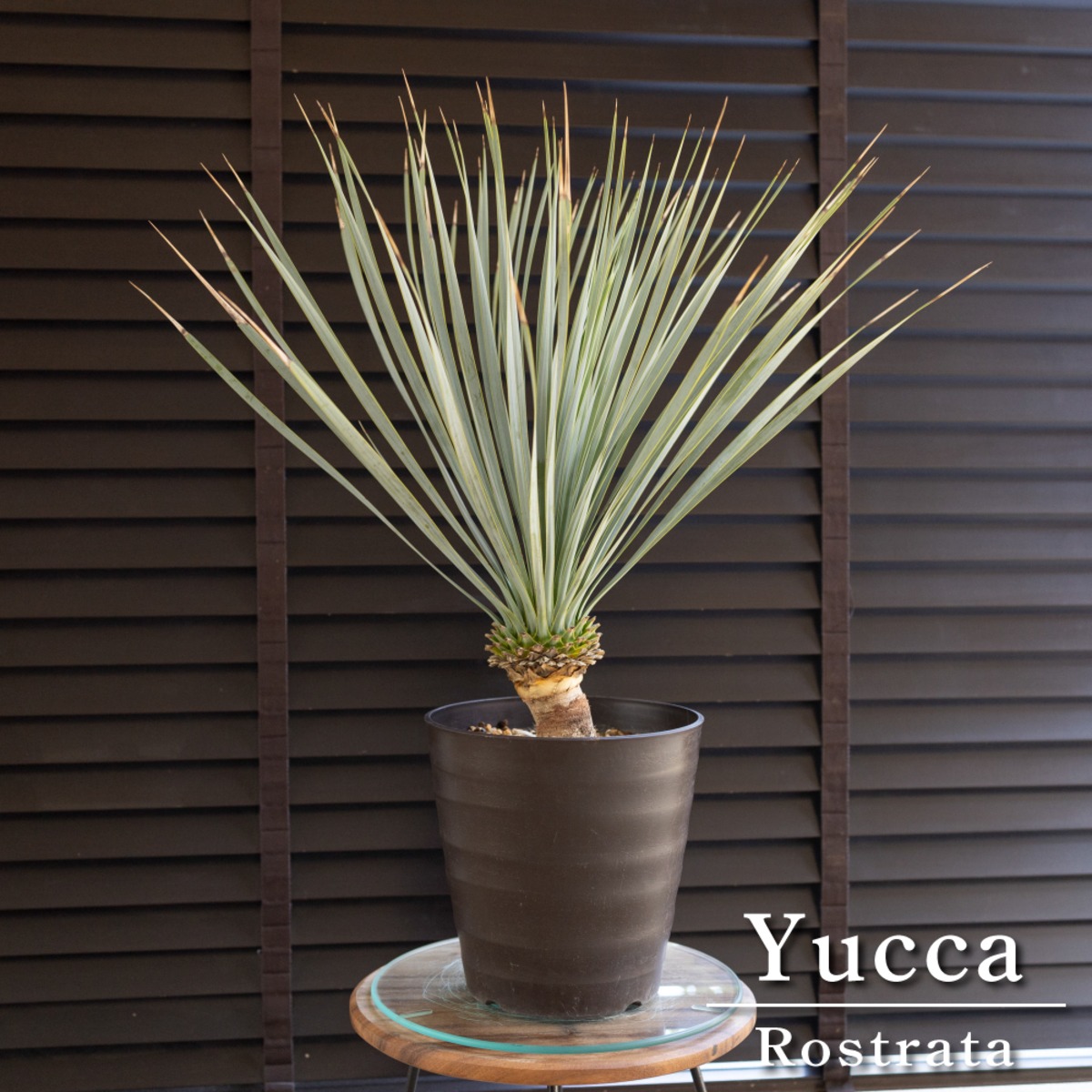 ユッカ ロストラータ Rostrata 7号 株立ち 観葉植物 細葉 ドライ 