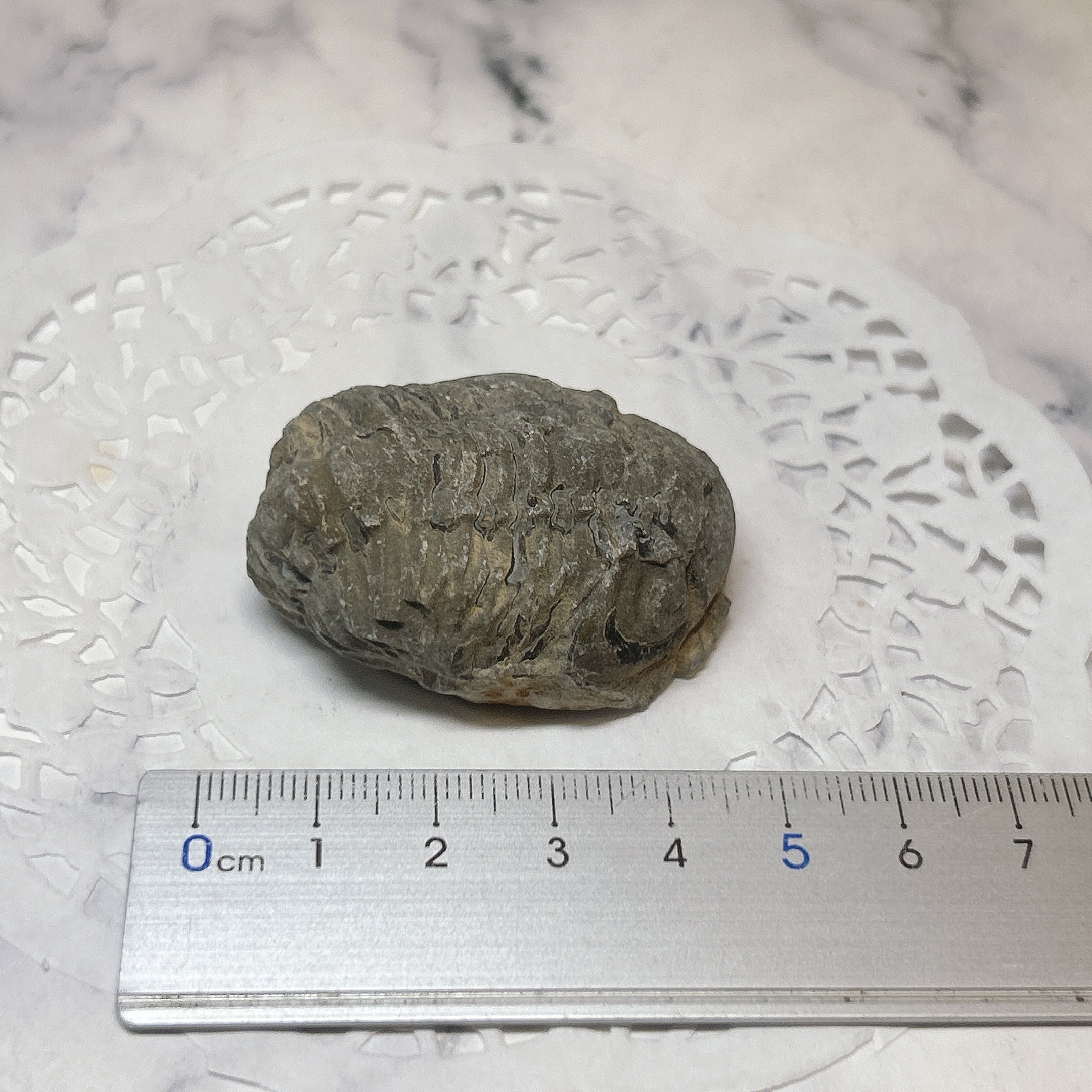 古*代様 化石 4点/ 三葉虫 デボン紀中期 / 産地 モロッコ Issoumo 101148】三葉虫 古生代デボン紀 化石 モロッコ 化石標本 | クリスタル
