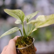 Scindapsus jade satin "Marble"② / スキンダプサス・ジェイドサテン マーブル
