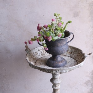 mondimanche　ハーブ　オレガノ　ケントビューティー｜寄せ植えにオススメ　丈夫　寄せ植えをオシャレにする