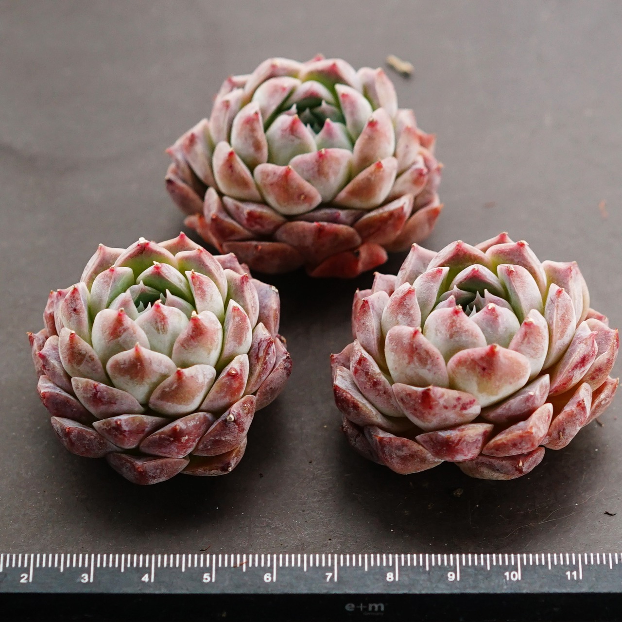 カット苗 ポセイドン 子株 Echeveria 'Poseidon'