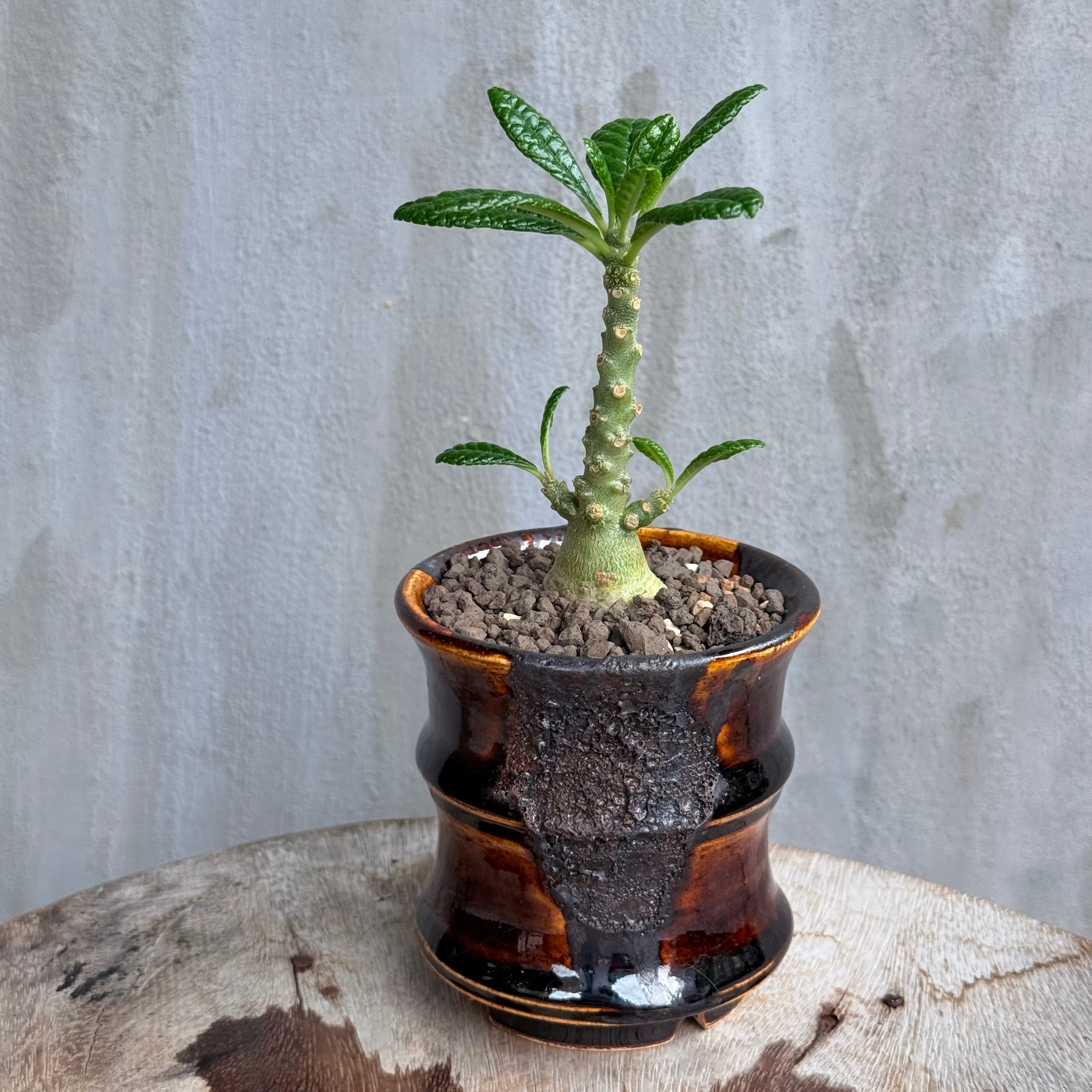 植物 | A-PLANTS