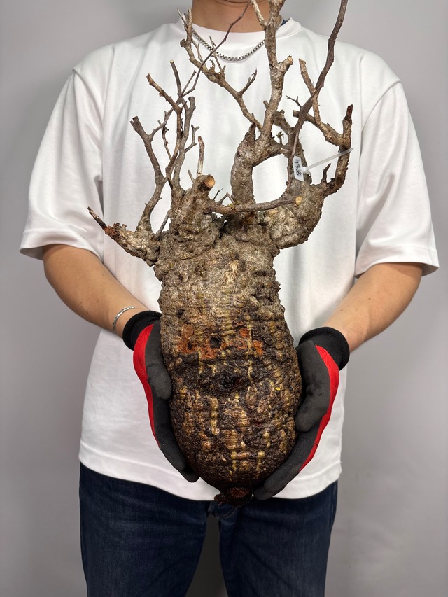 F171 現地発根株 オペルクリカリア パキプス 6/15 入荷 Operculicarya pachypus 塊根植物 現地球