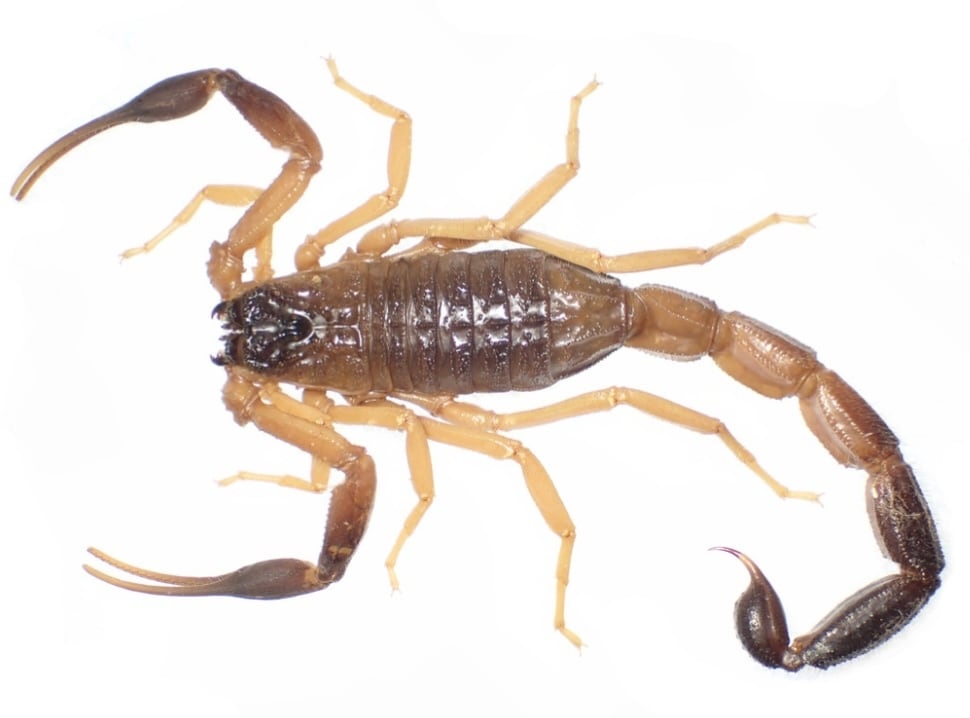 サソリ | オモニキチュウ