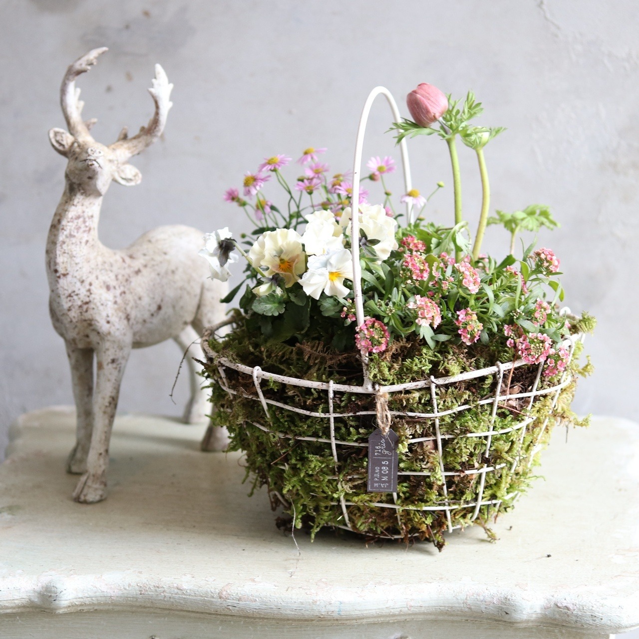 球根を楽しむ寄せ植え　コケ植えワイヤーバスケットのアネモネピンクの寄せ植え　お玄関にオススメ　届いてすぐ玄関に飾れる 　プレゼントにもオススメ　