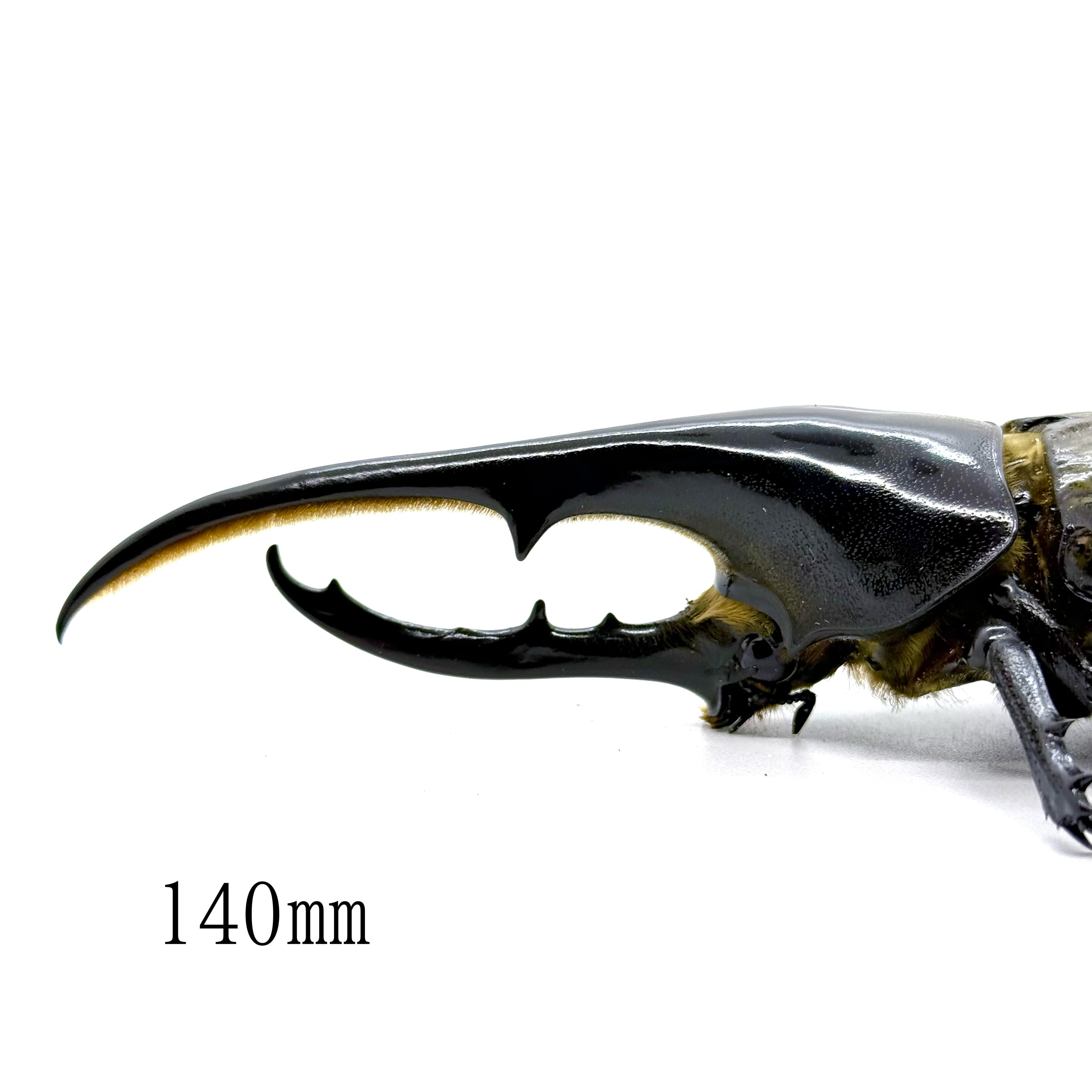 140㎜ / 成虫 / オス / ヘラクレスオオカブト