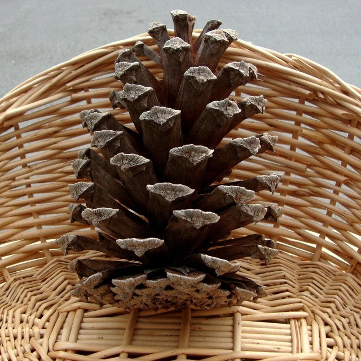 大王松 【ダイオウショウ】 1個 | 木の実通販の shop.木の実