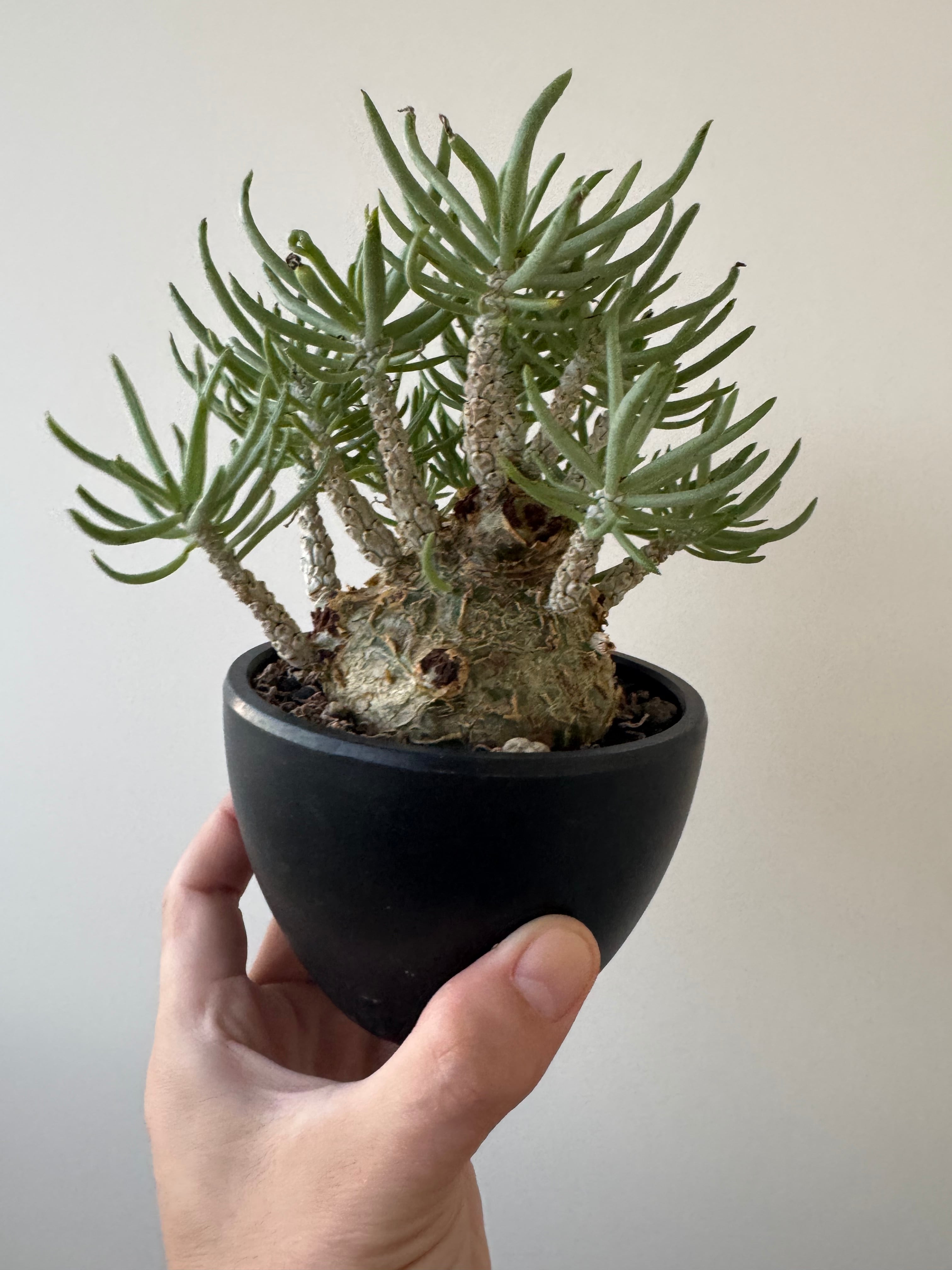 チレコドン | 青坊主-aobouzu-