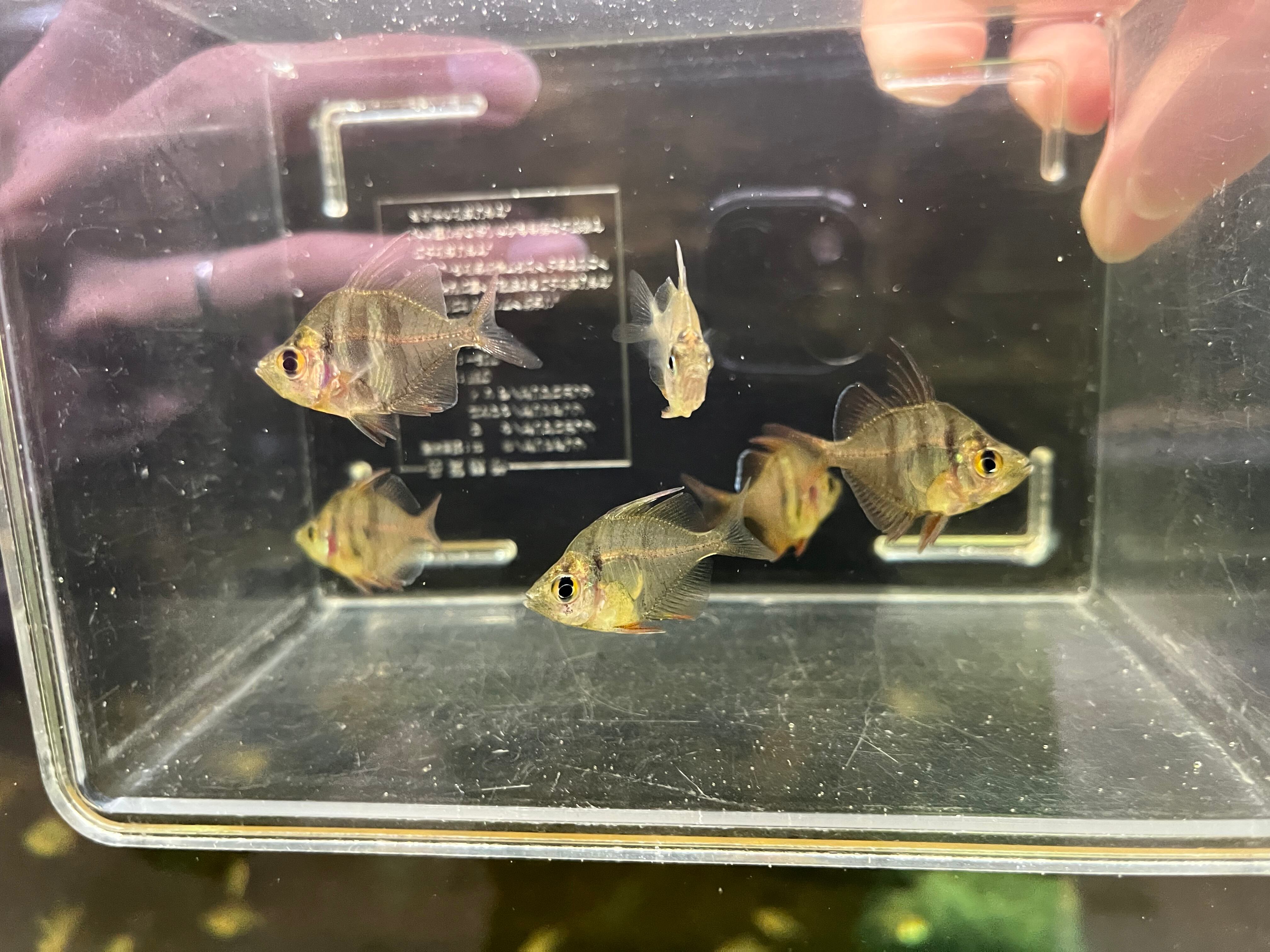 5匹インド直輸入便WILDメロンバルブ3-4cm アクアショップロイヤル 2026