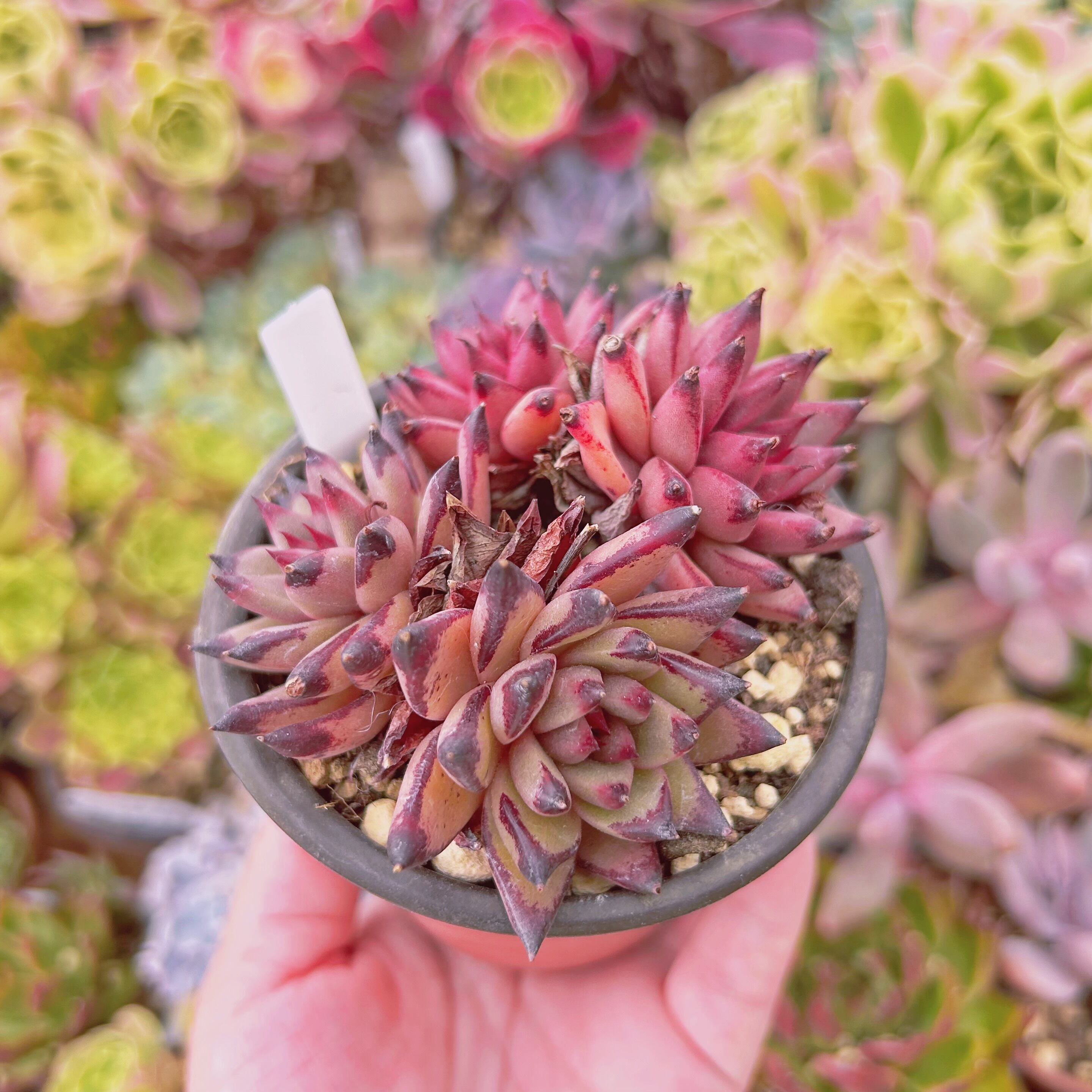 529現物 多肉植物 血羅 抜き苗 | るる農園~多肉植物専門