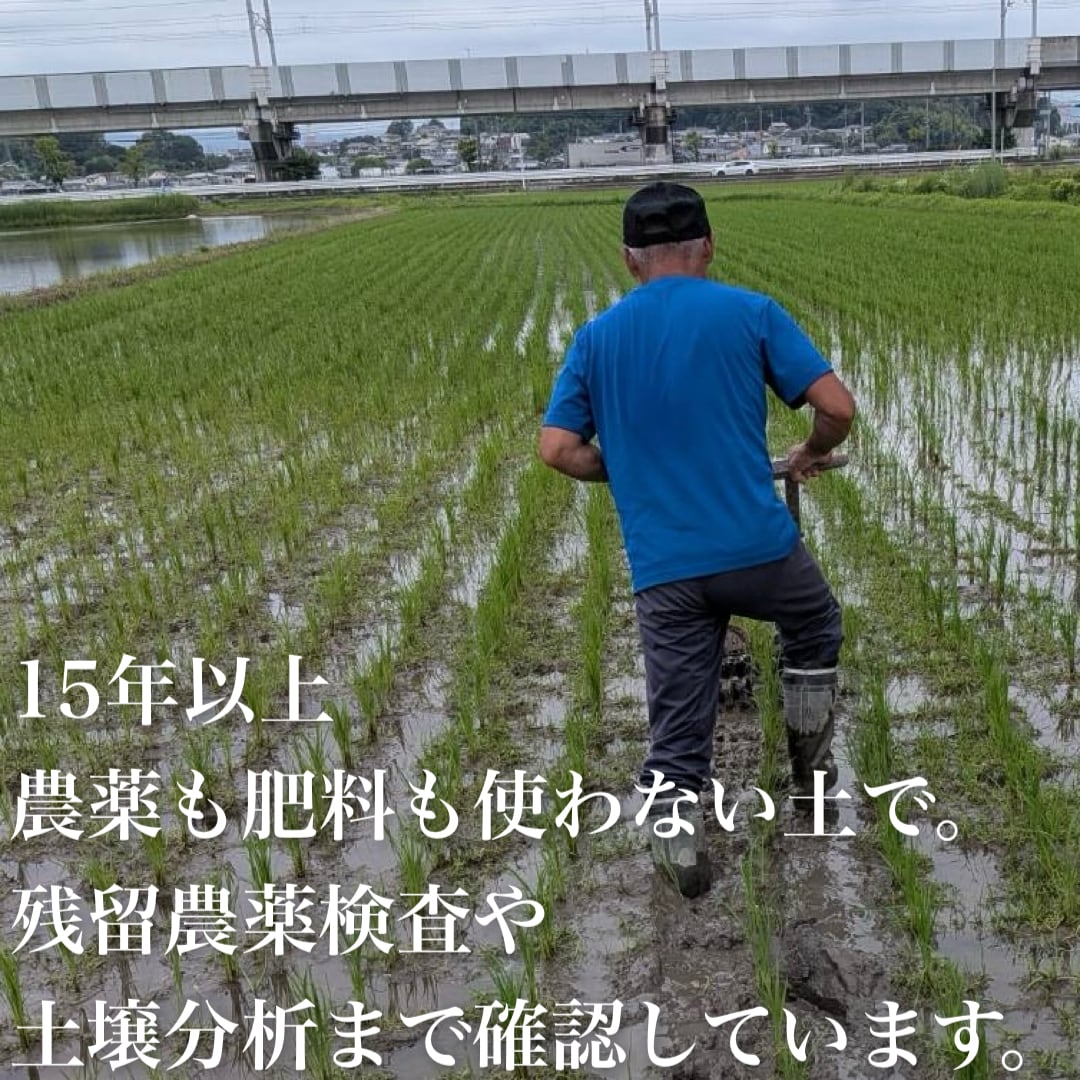 自然栽培 朝日米 10kg｜無農薬｜玄米・分づき米・白米｜岡山県倉敷産