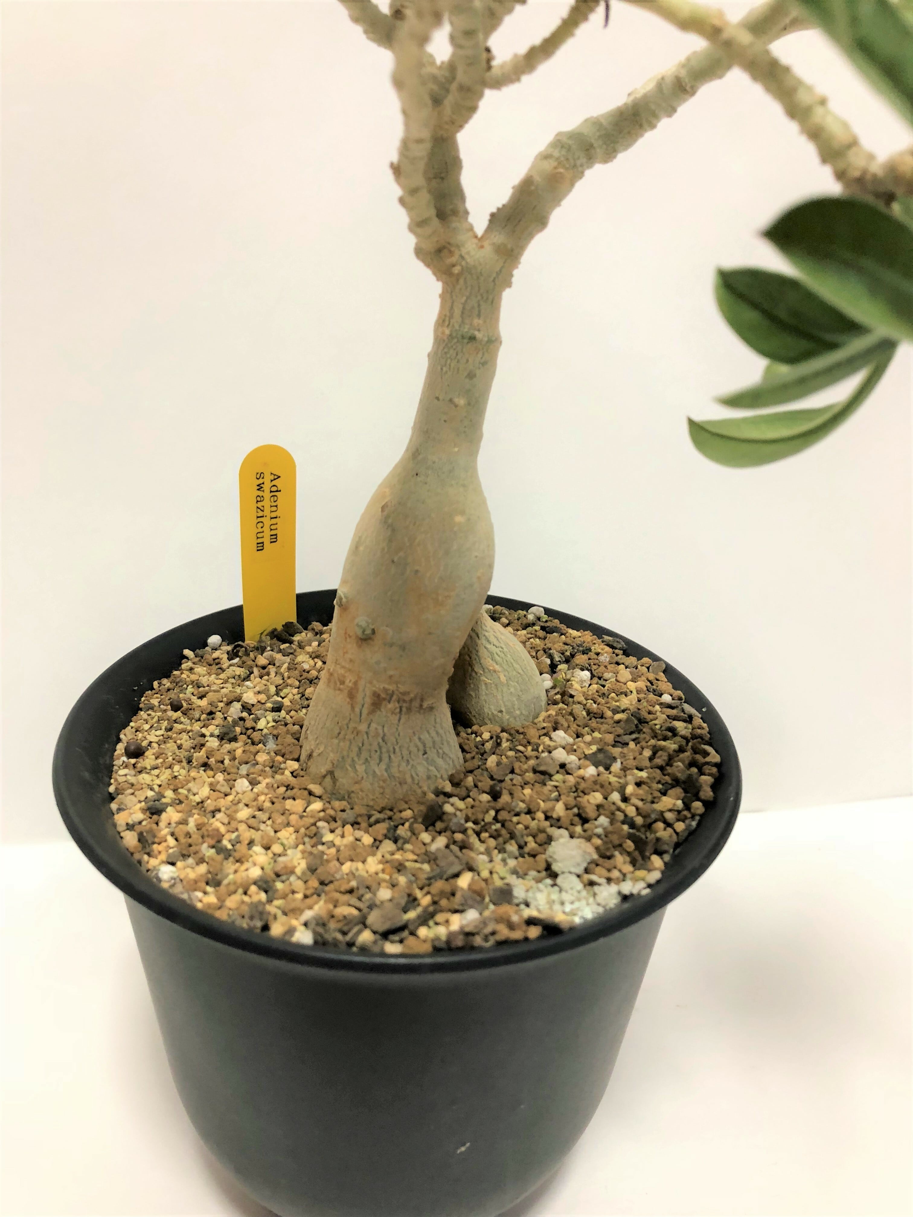 Adenium swazicum アデニウム スワジクム | plants MARU ーサボテン