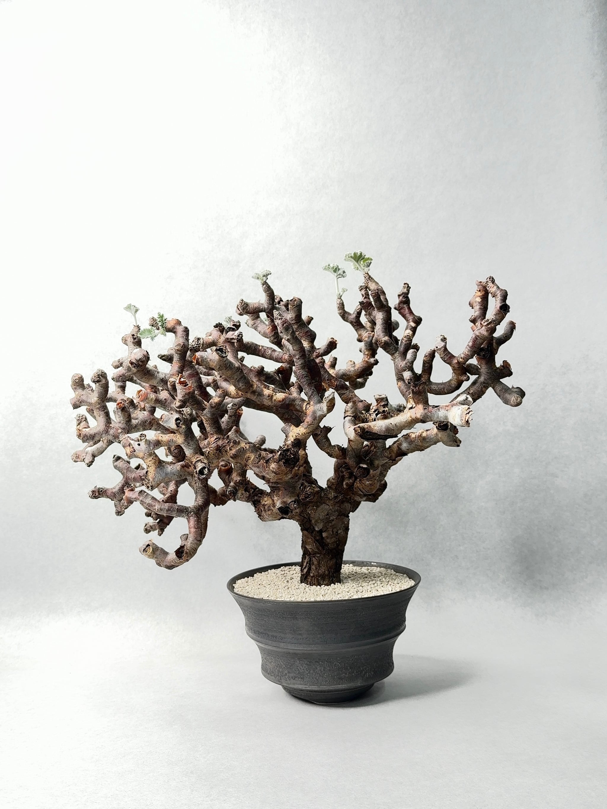 ペラルゴニウム・ミラビレ | trigger