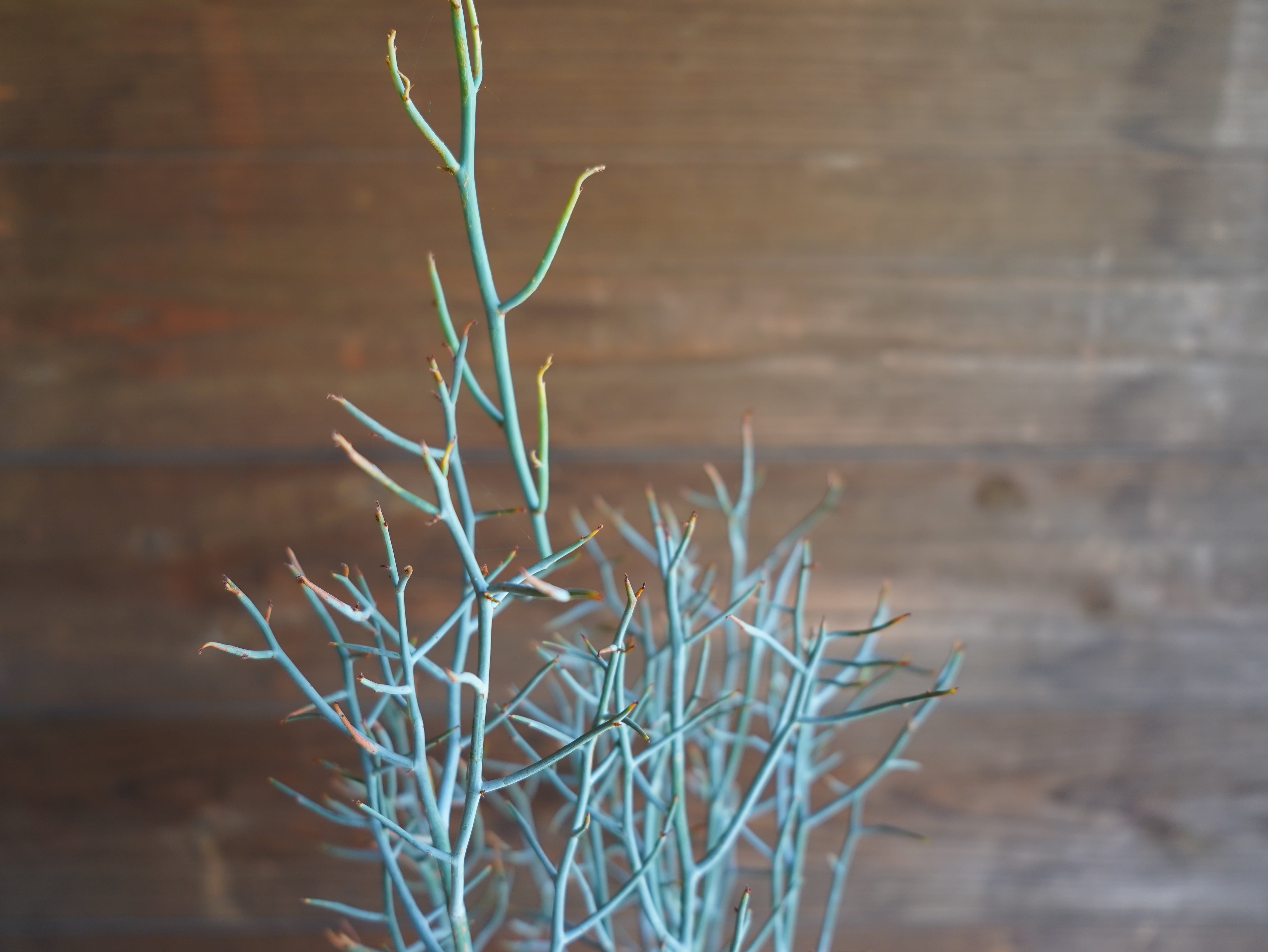 【現物】アカシア　"スピネセンス"(スピニーワトル)