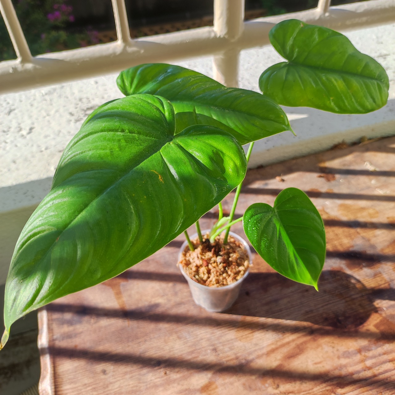 フィロデンドロン テヌー / Philodendron Tenue