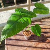 フィロデンドロン テヌー / Philodendron Tenue