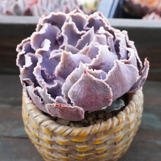 ※再入荷※ フリル 【フィレンチェ 2】エケベリア　韓国多肉　人気