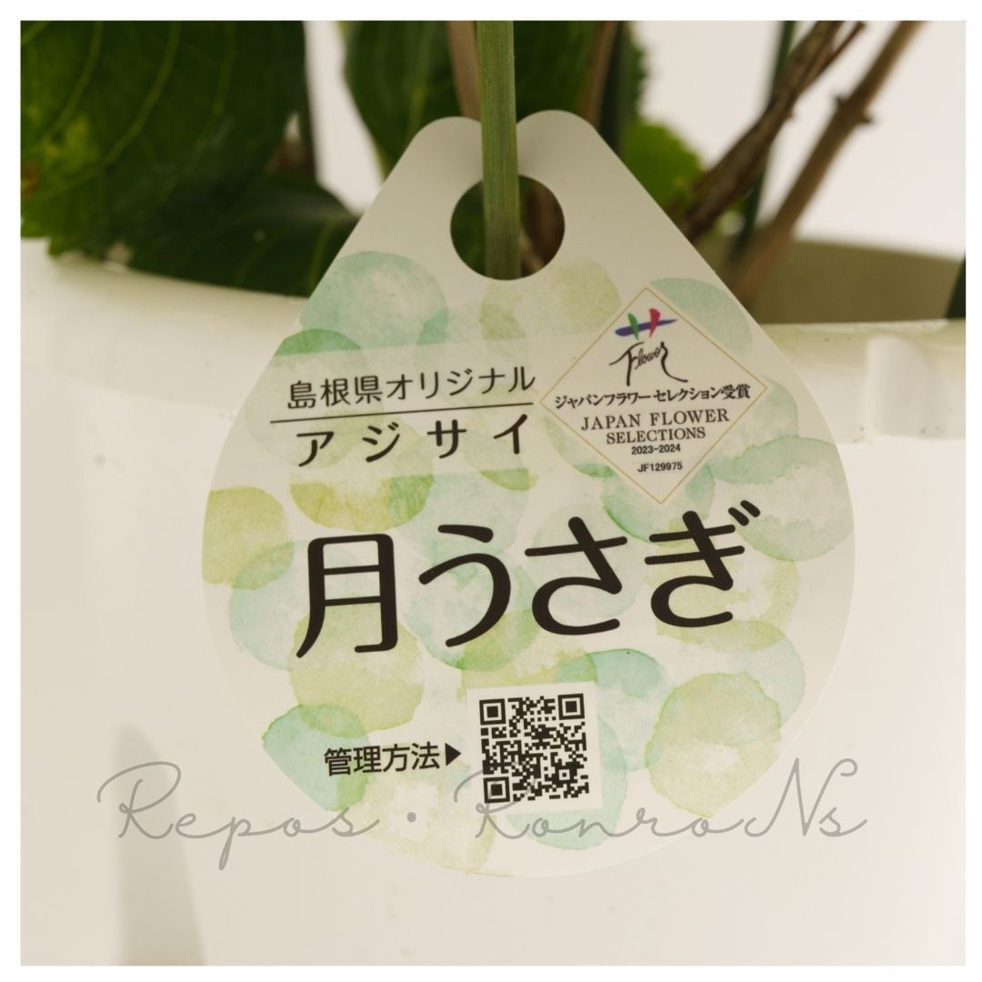 アジサイ：月うさぎ（5号鉢）新品種 希少 島根県アジサイ研究所