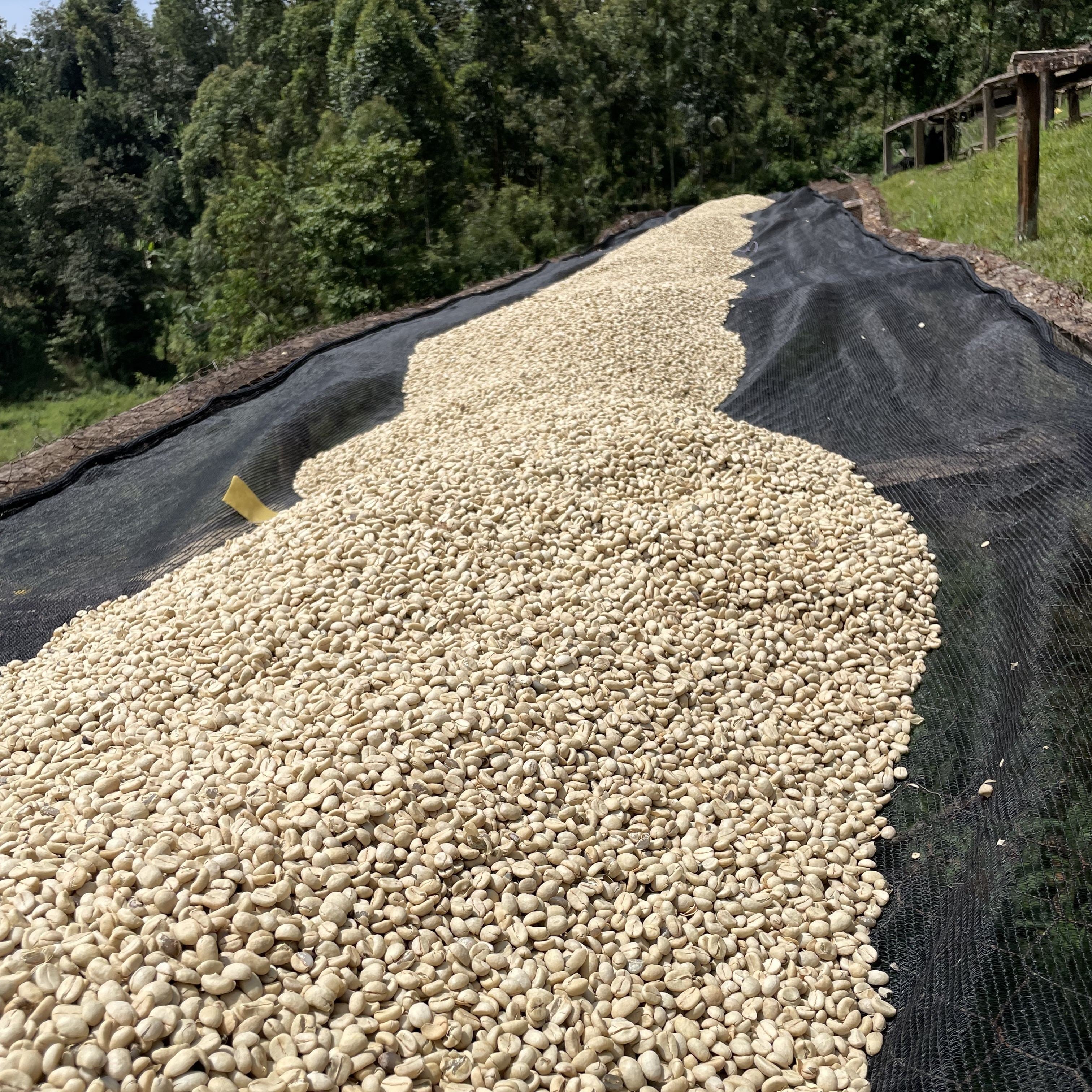 Kenya Guama Coffee Factory Washed (200g) | SAFARI COFFEE ROASTER