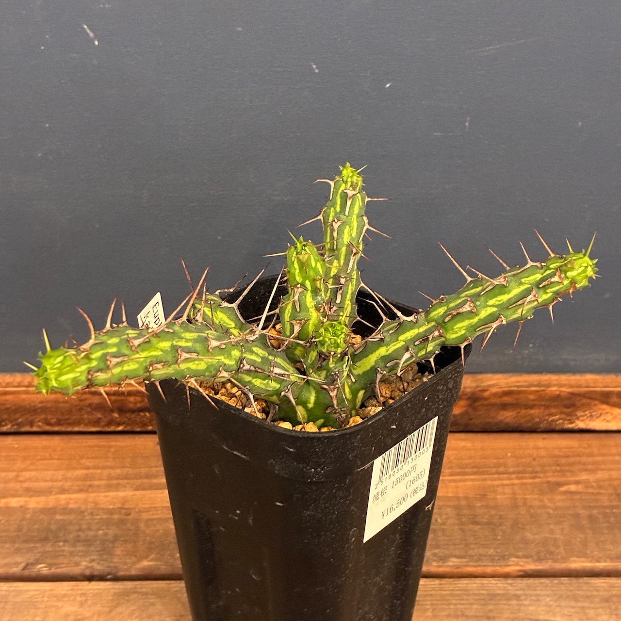 【クリアランスセール対象商品】ユーフォルビア カリサナ【298】【再撮影】【◇】