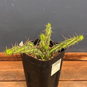 【クリアランスセール対象商品】ユーフォルビア カリサナ【298】【再撮影】【◇】